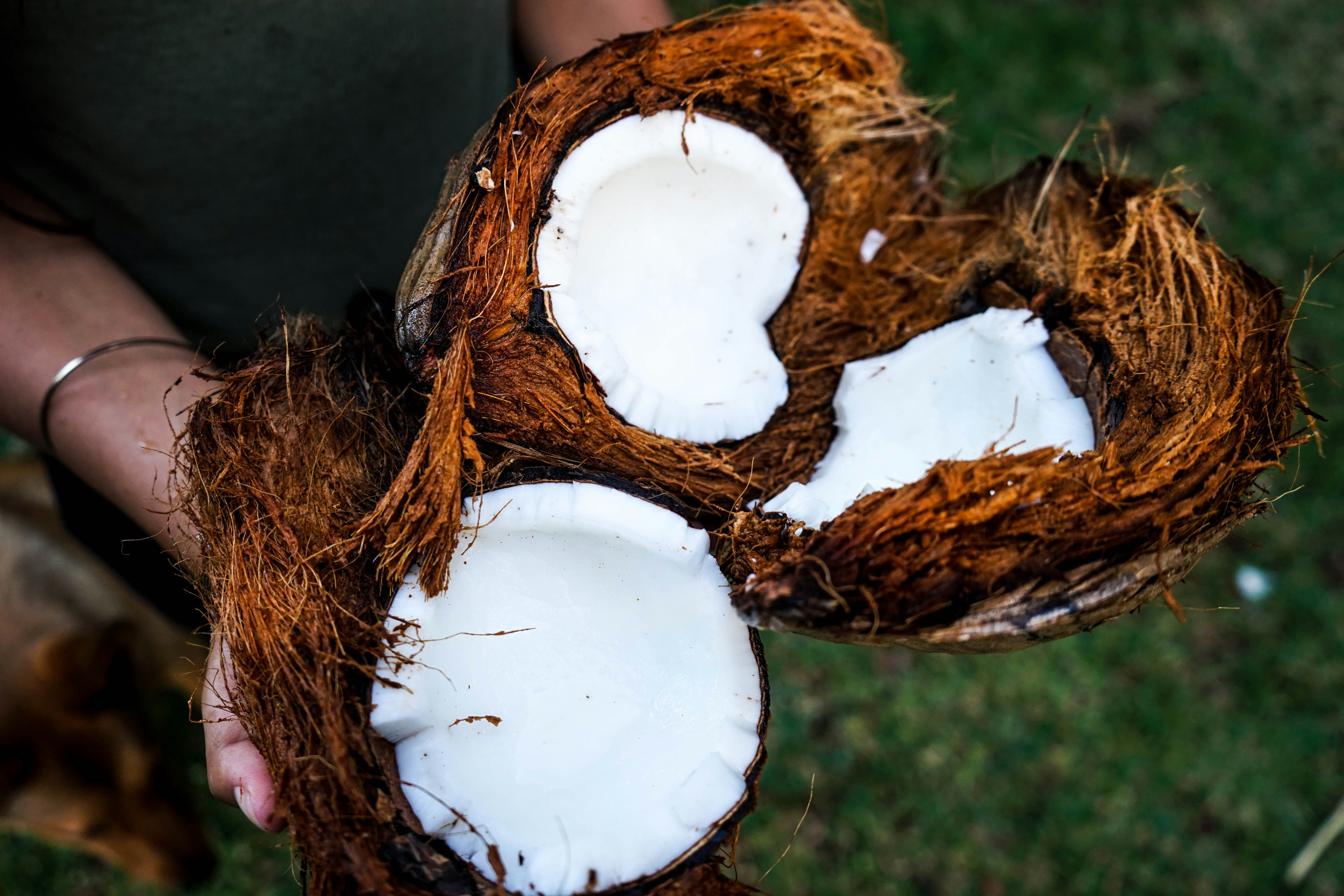 Split Open Fresh Coconut — Fruit Encyclopedia