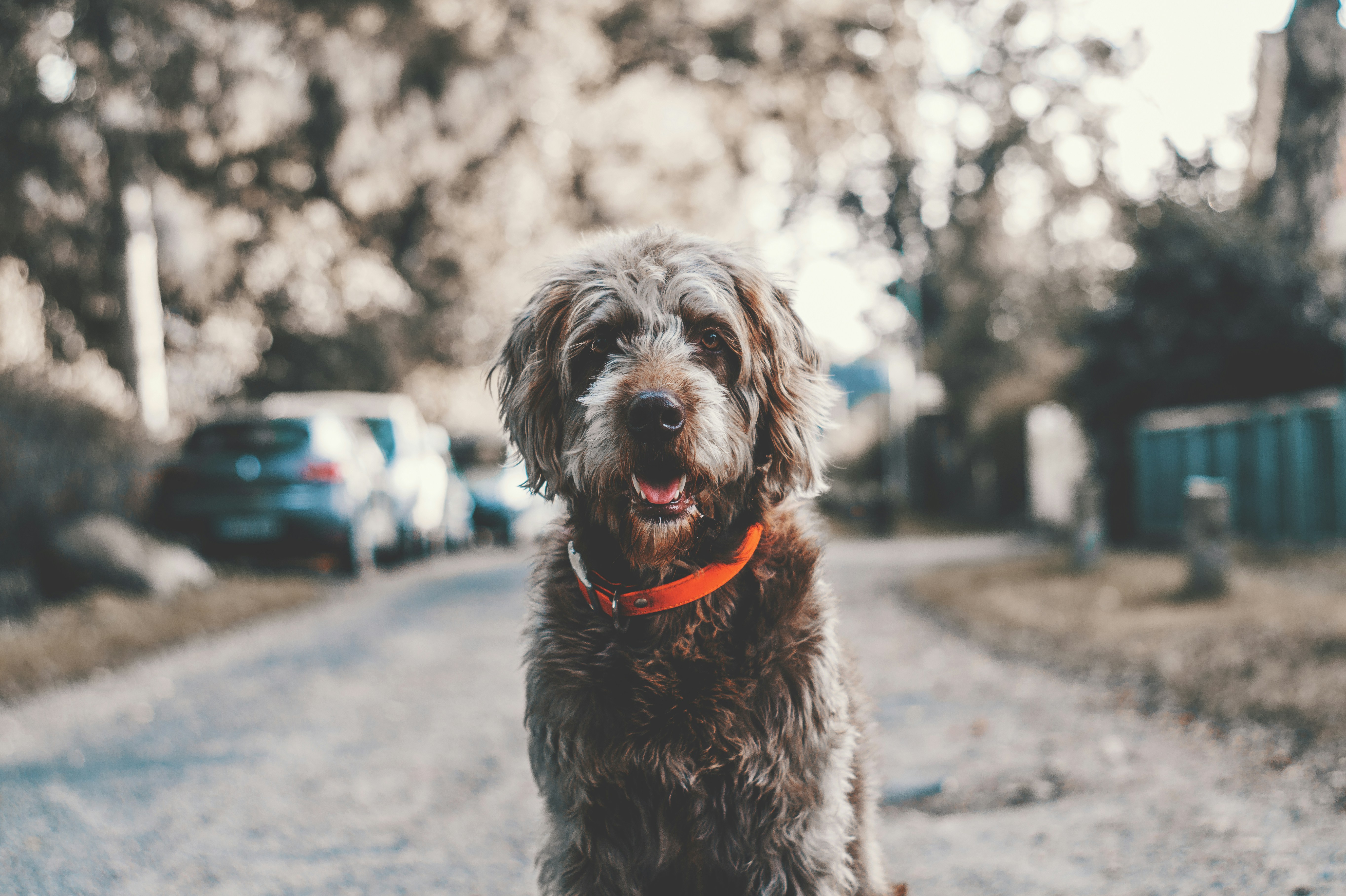 Fluffy Brown Dog On Residential Street — 4K Wallpapers