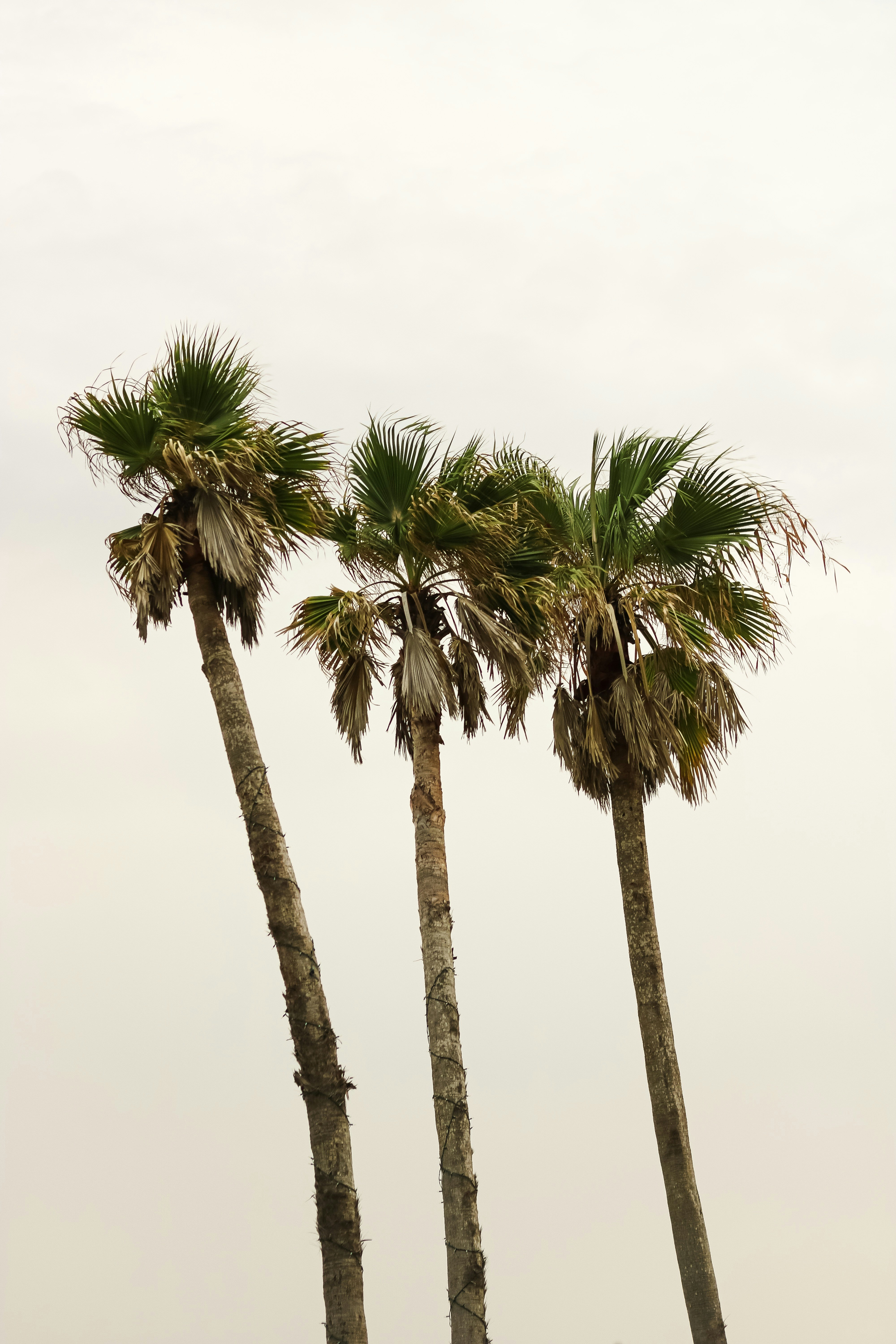Three Palm Trees Against Pale Sky