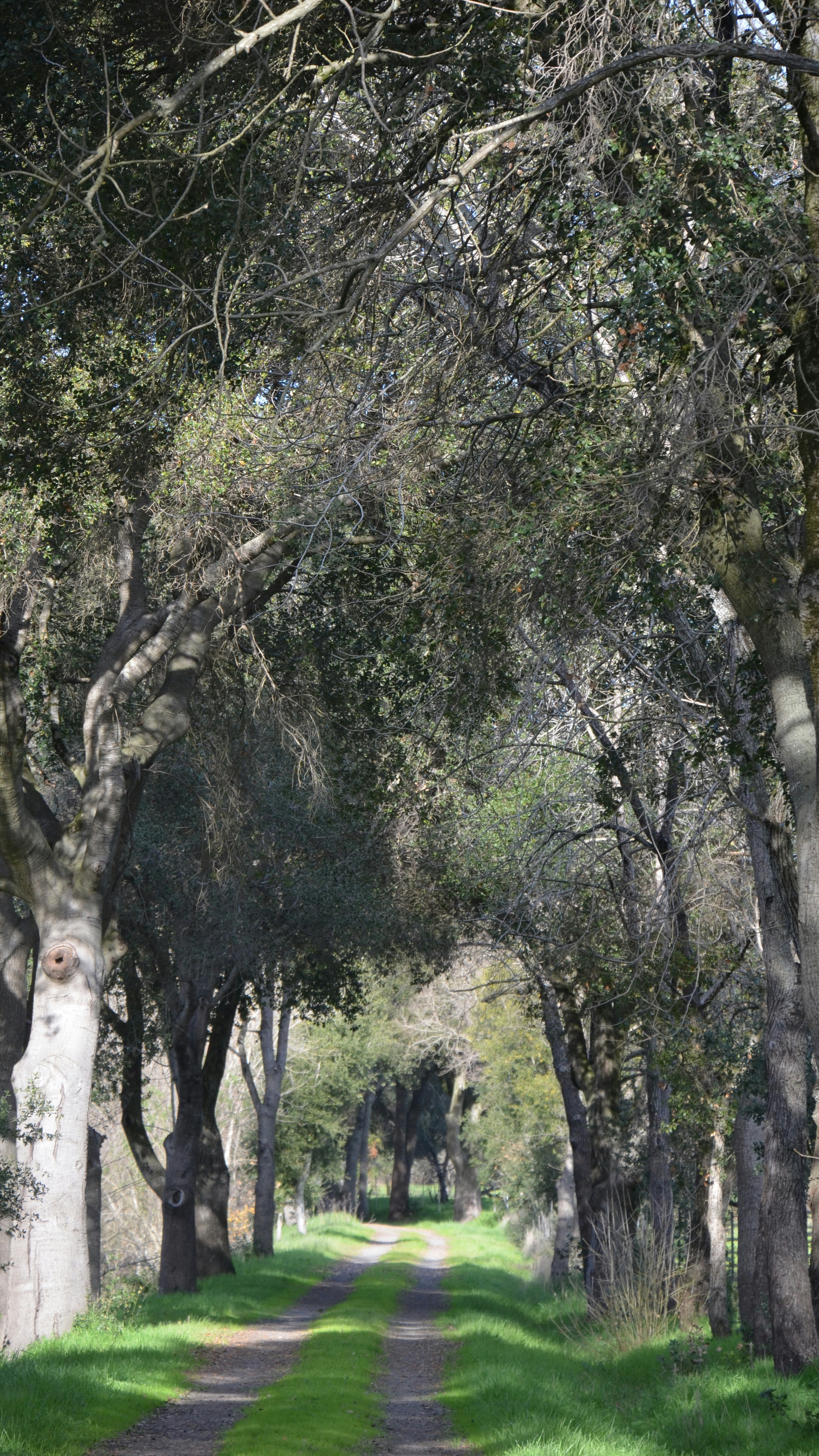 Tree-Lined Dirt Walking Path