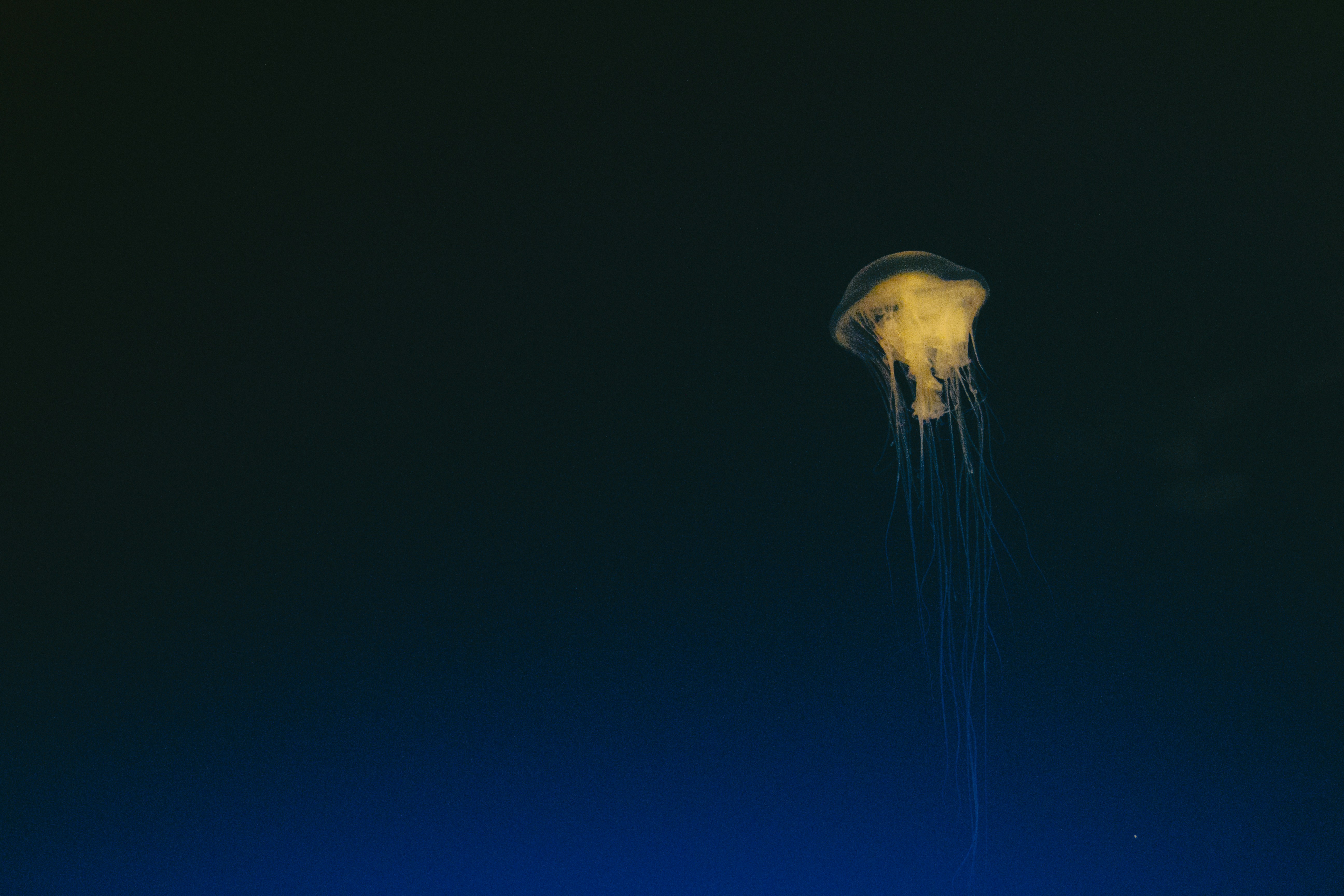 Yellow Jellyfish in Deep Water