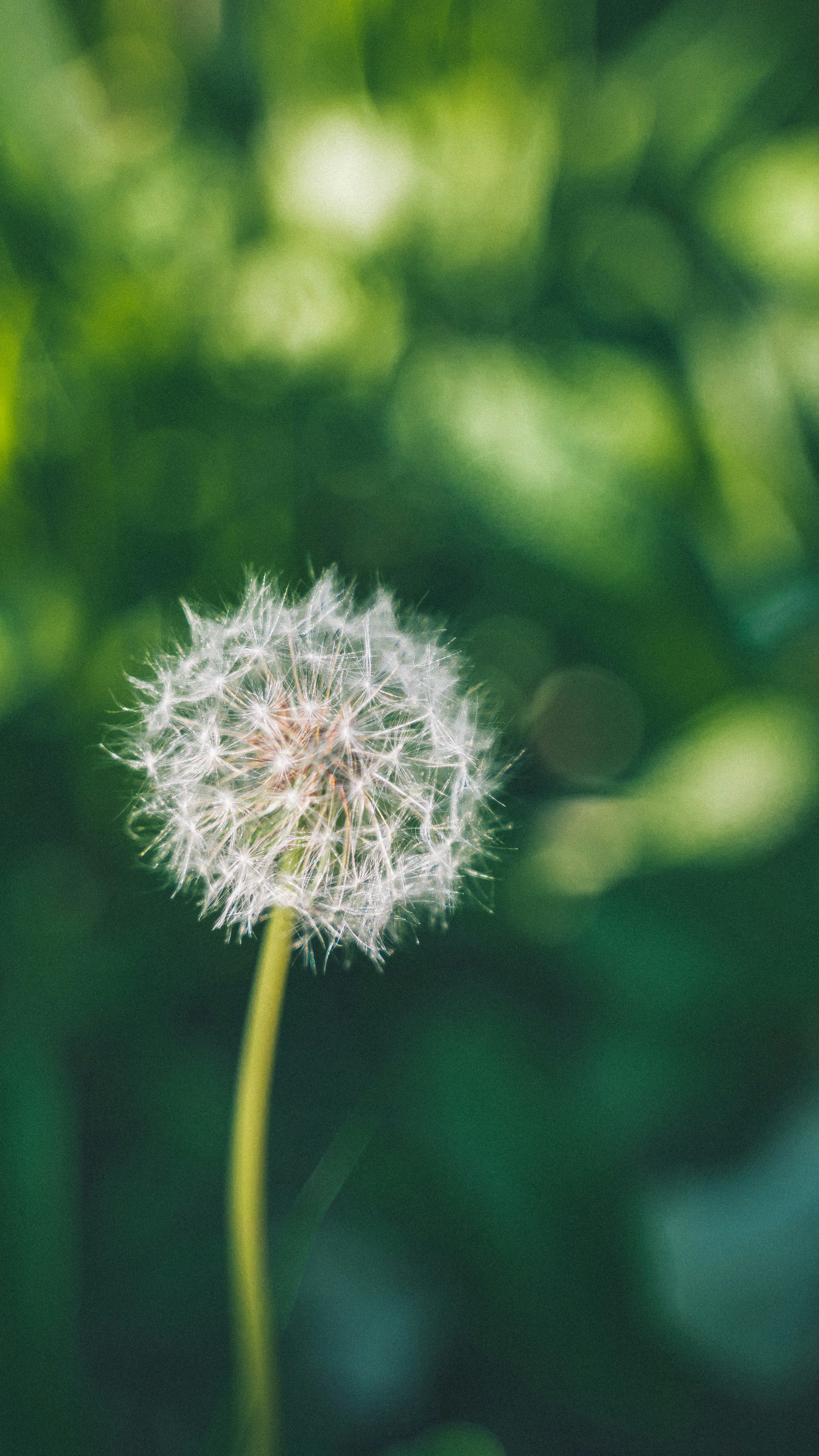 Single Dandelion Seed Head
