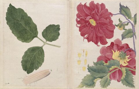 Botanical Illustration of Red Dahlias