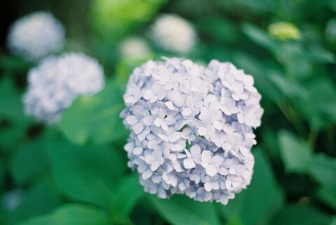 Pale Blue Hydrangea Bloom