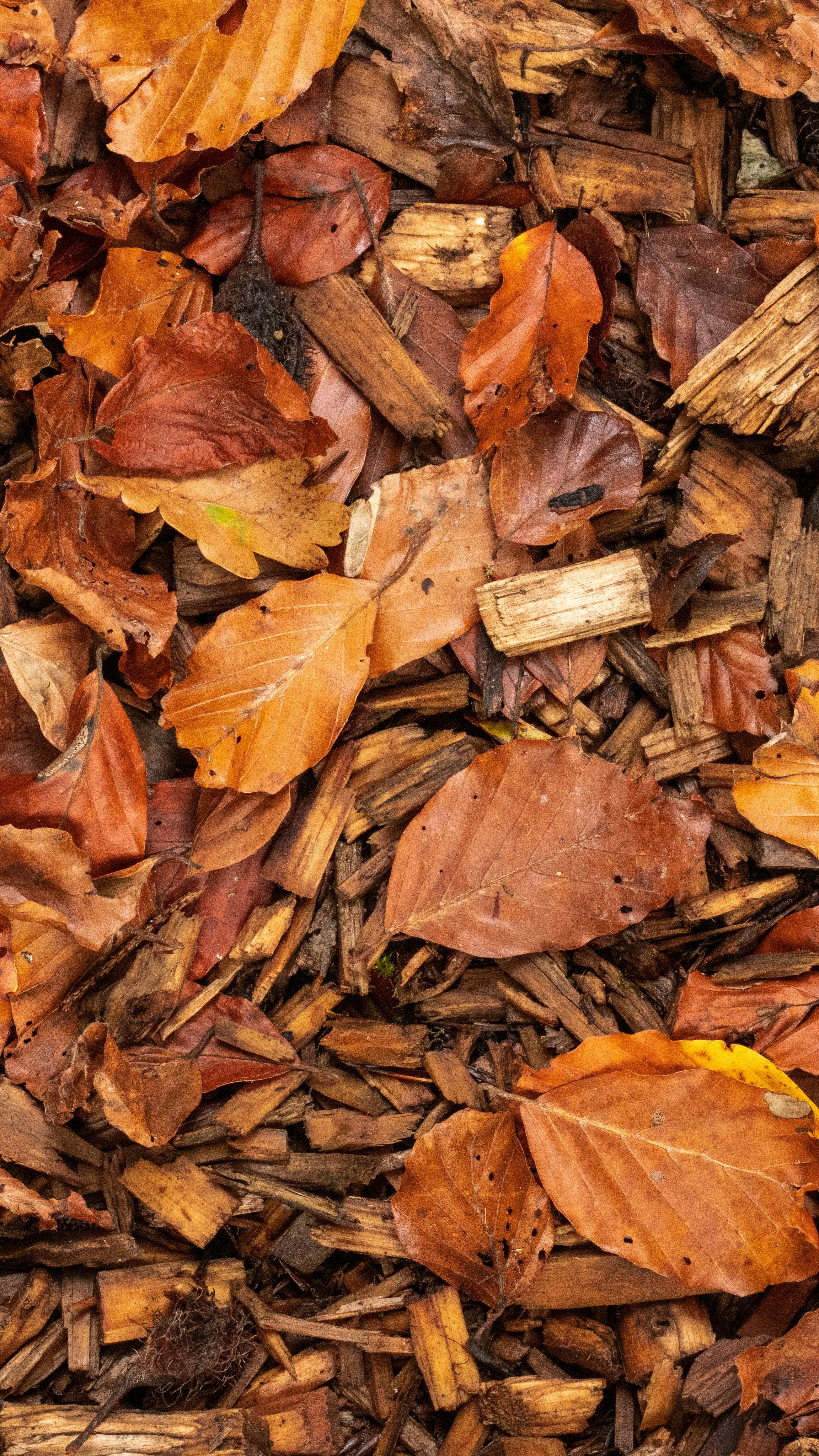 Autumn Fallen Leaves on Wood Chips