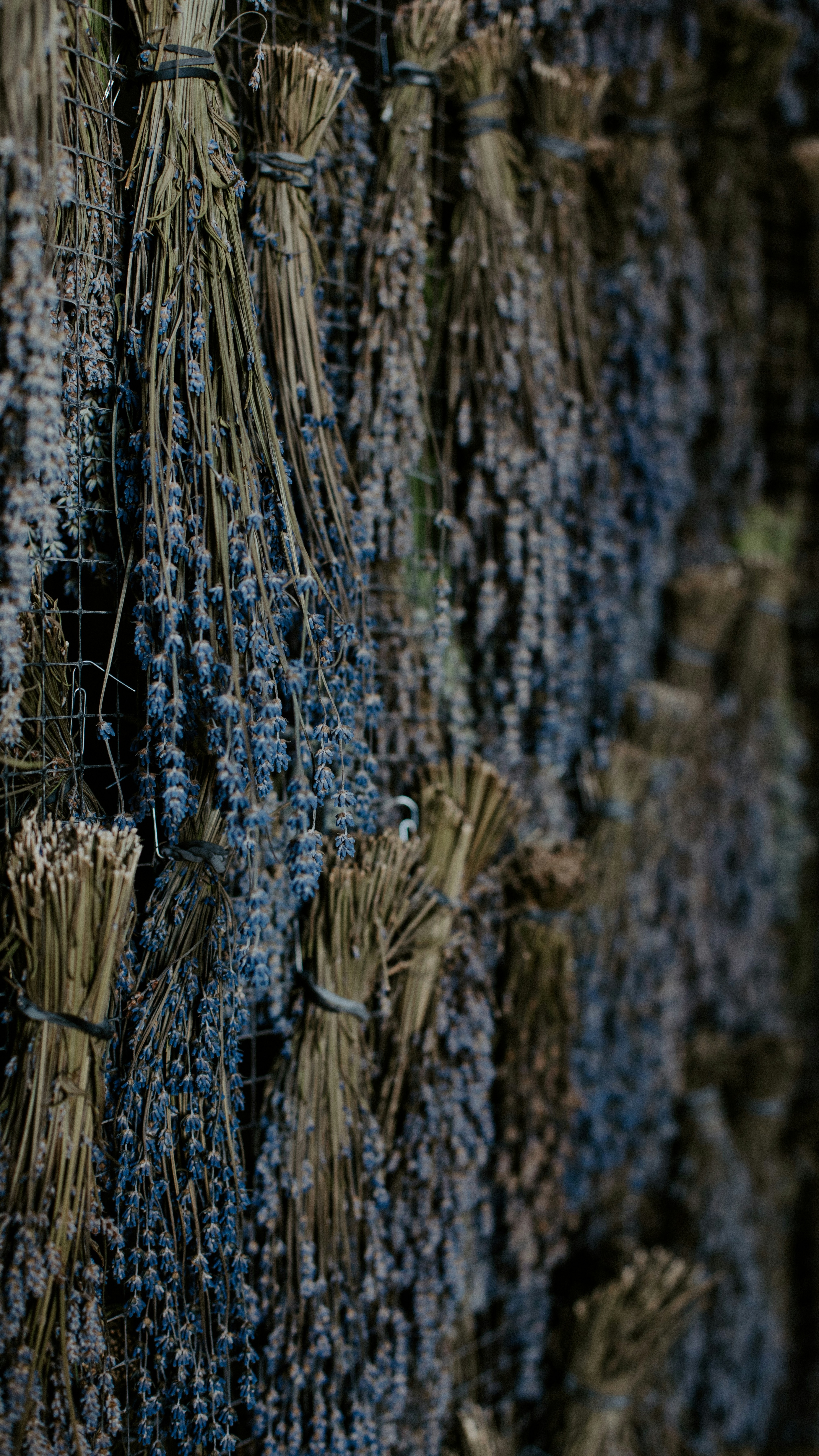 Hanging Dried Lavender Bundles