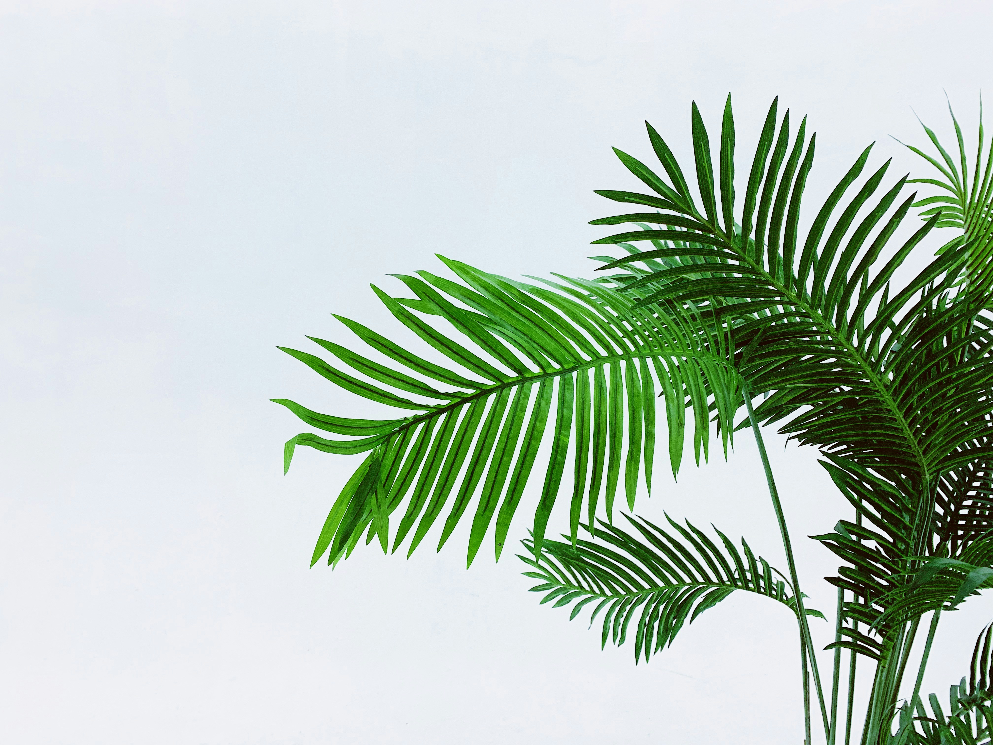 Green Palm Fronds Against White Background