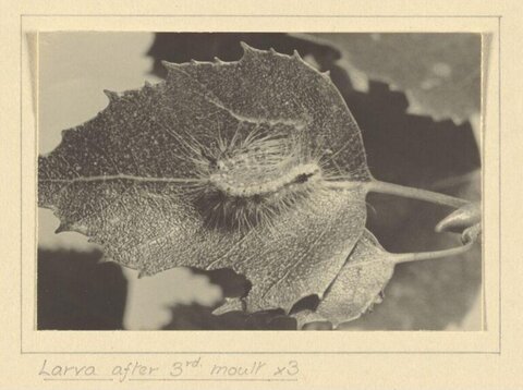 Larva After Third Molt on Leaf