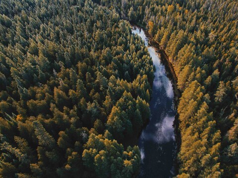 Aerial View of River Through Forest