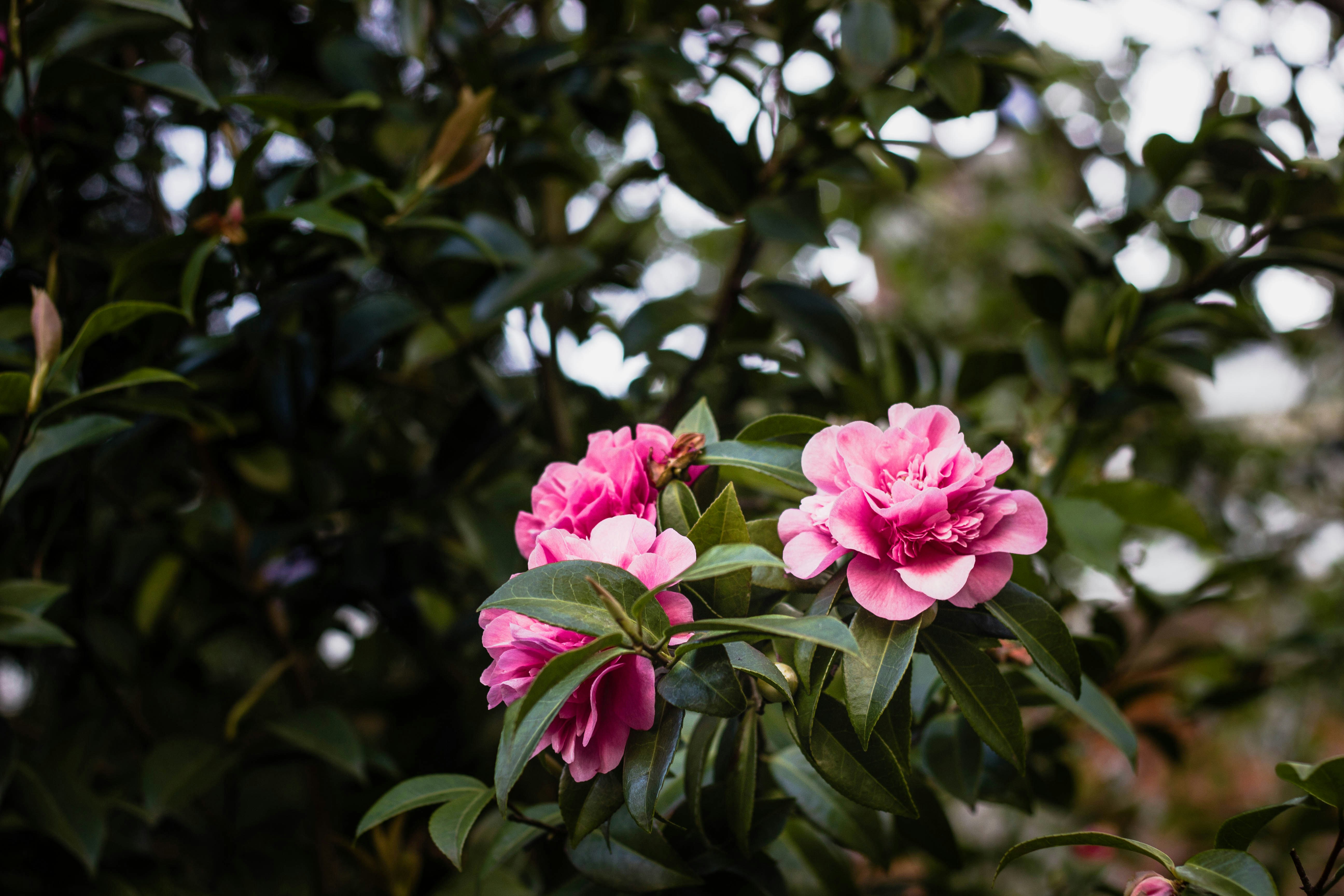 Pink Camellias in Bloom