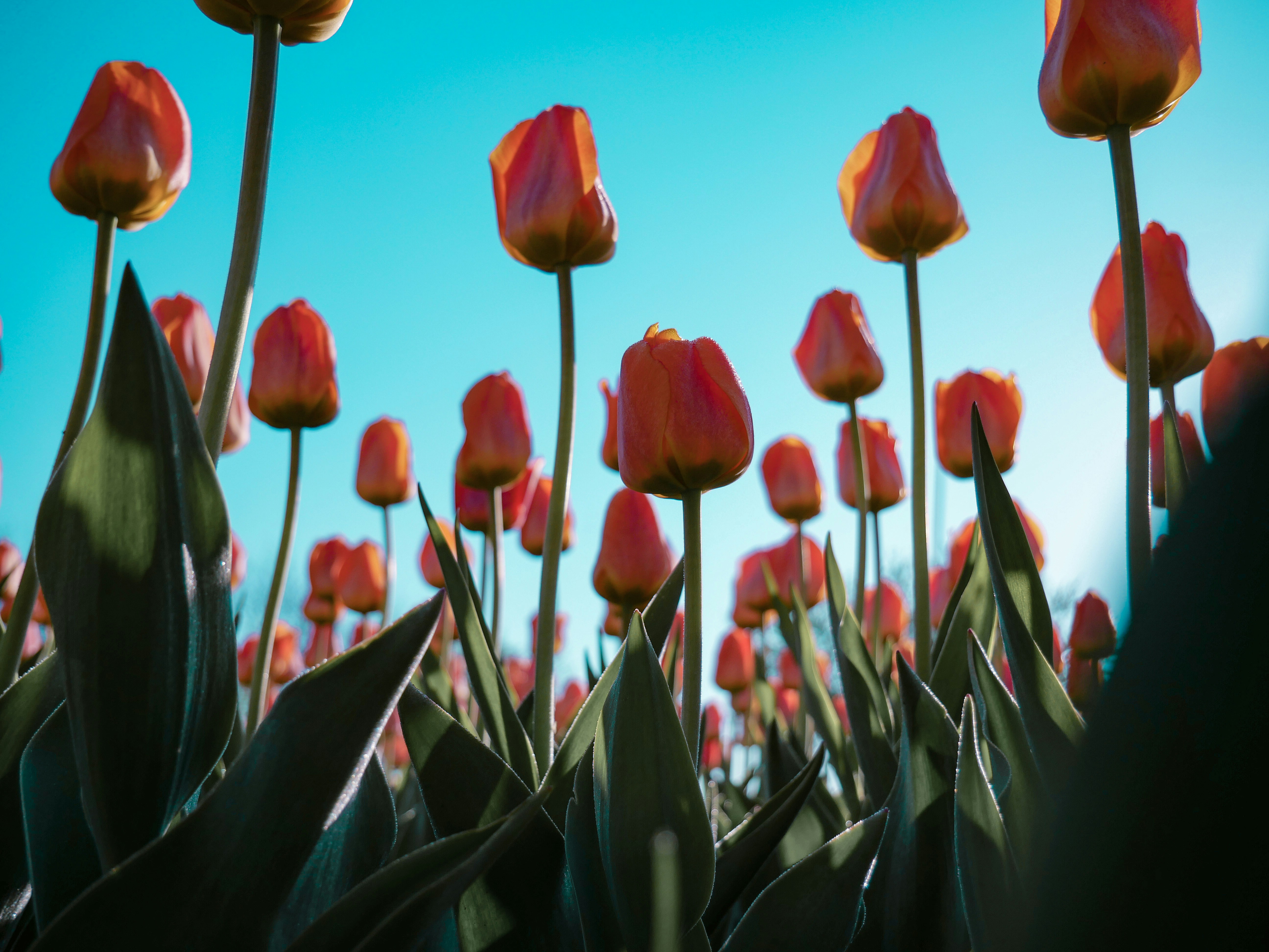 Orange Tulips Under Clear Blue Sky