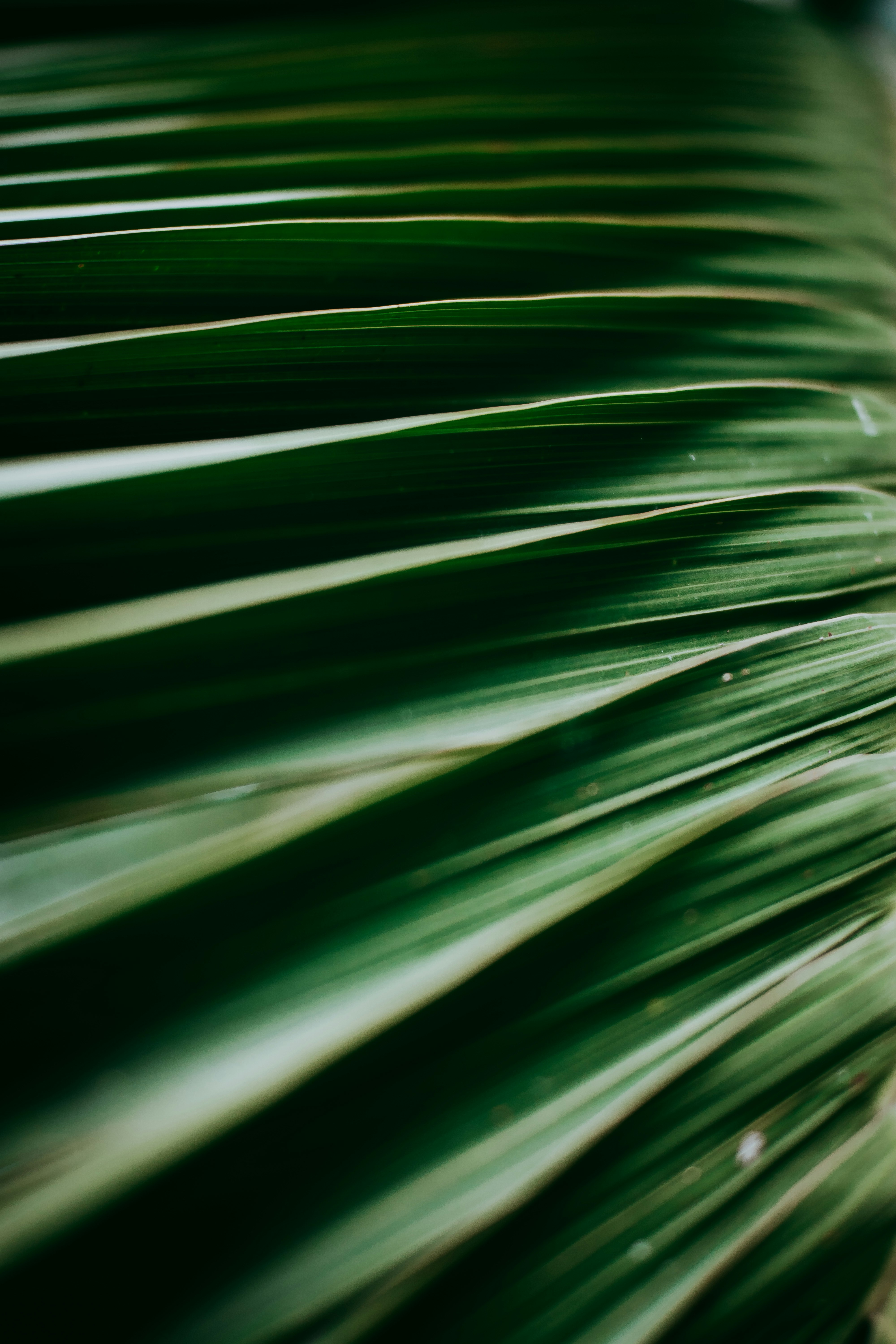 Close-up of Overlapping Palm Leaves