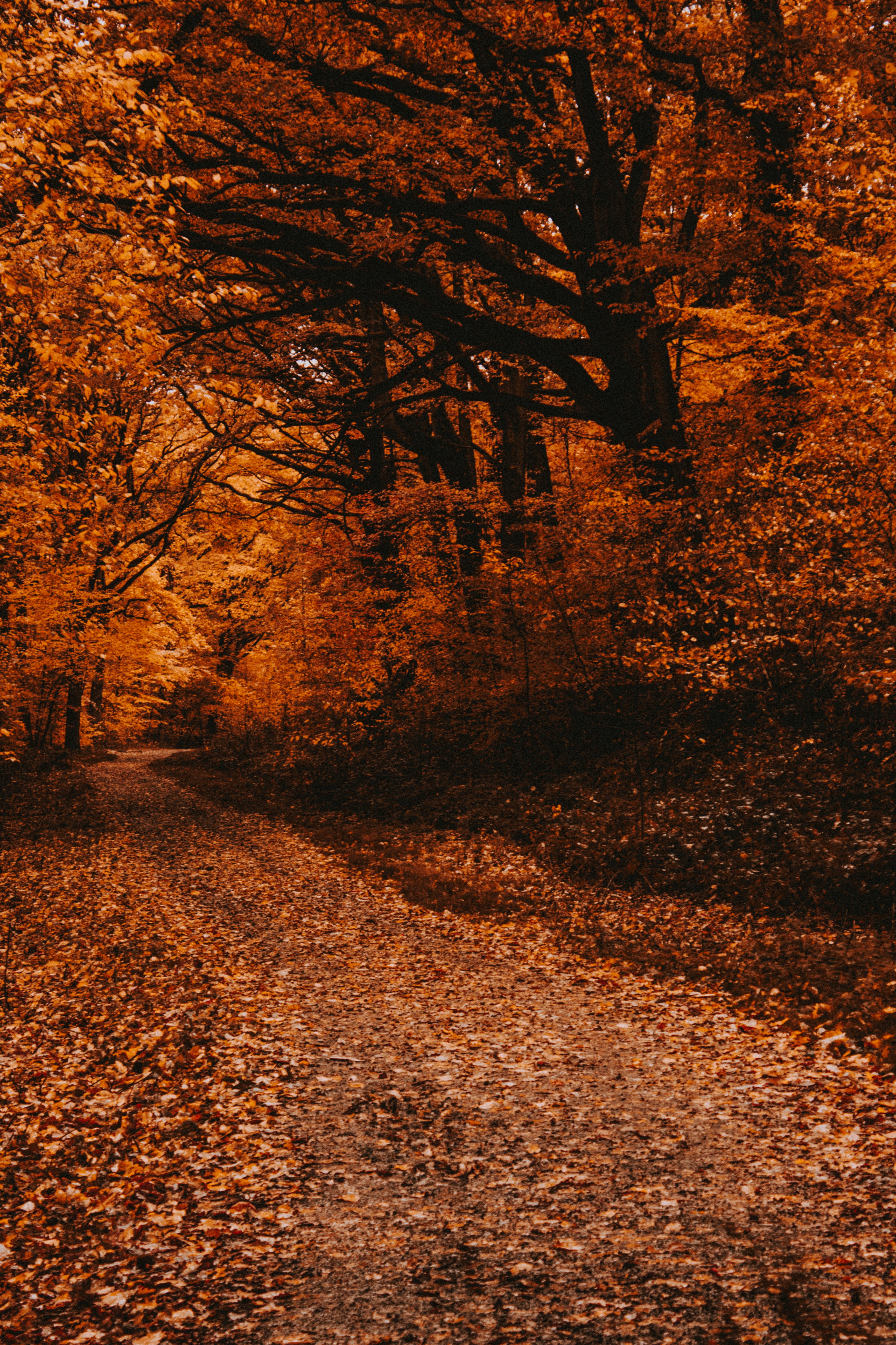 Autumn Forest Path Covered in Fallen Leaves