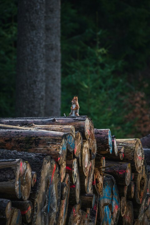 Red Squirrel on Stacked Log Pile