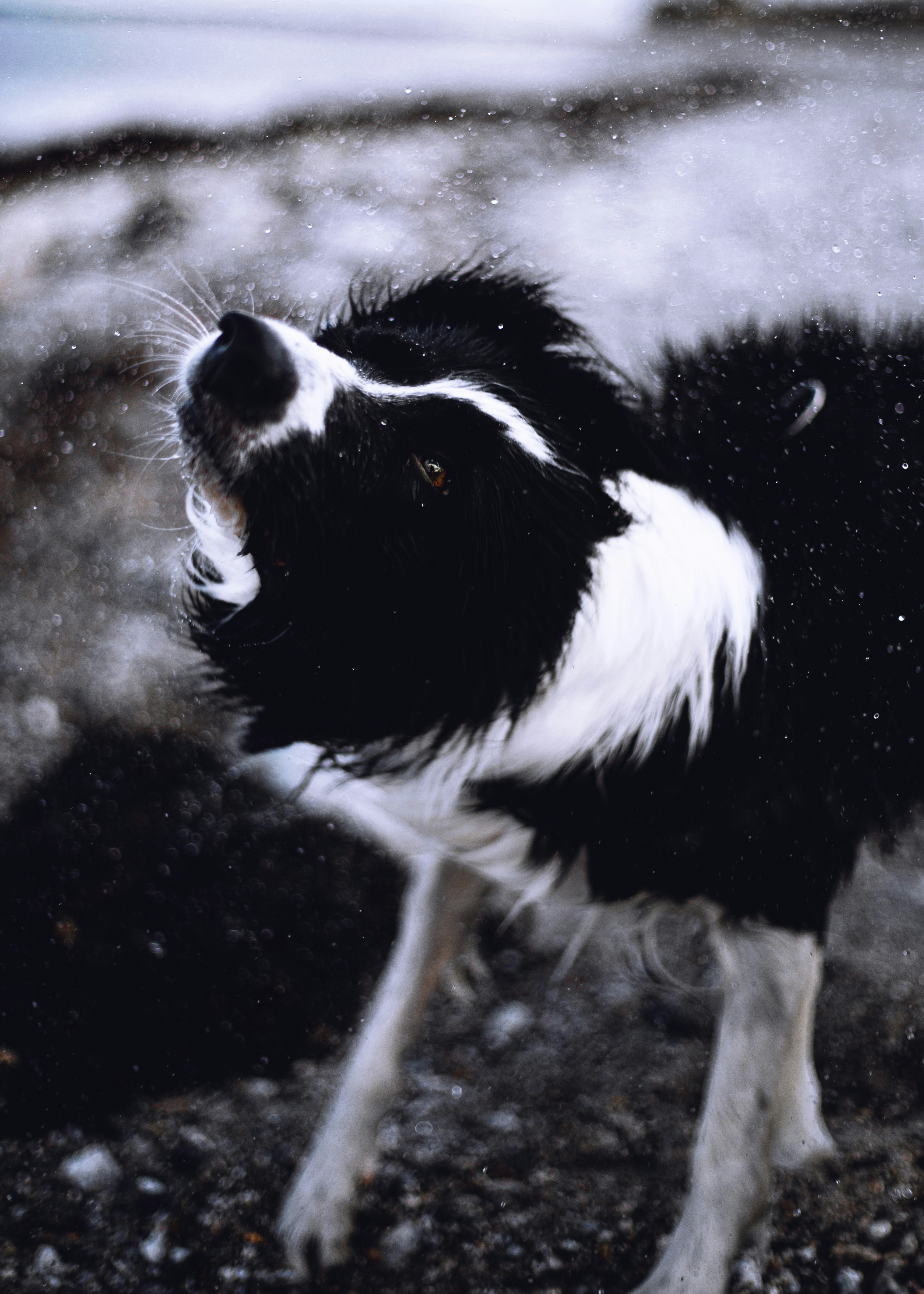 Wet Border Collie Shaking Water