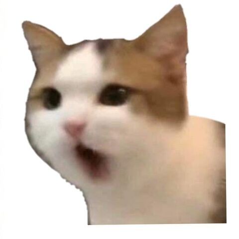 Surprised Cat