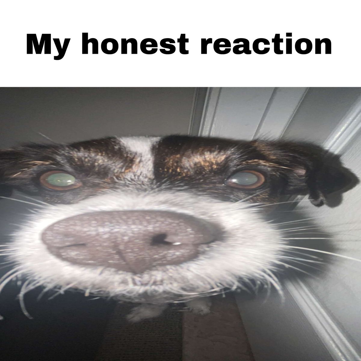 My Honest Reaction Dog Meme