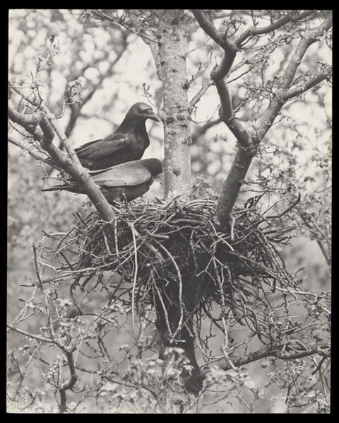 Two Crows on Nest in Tree
