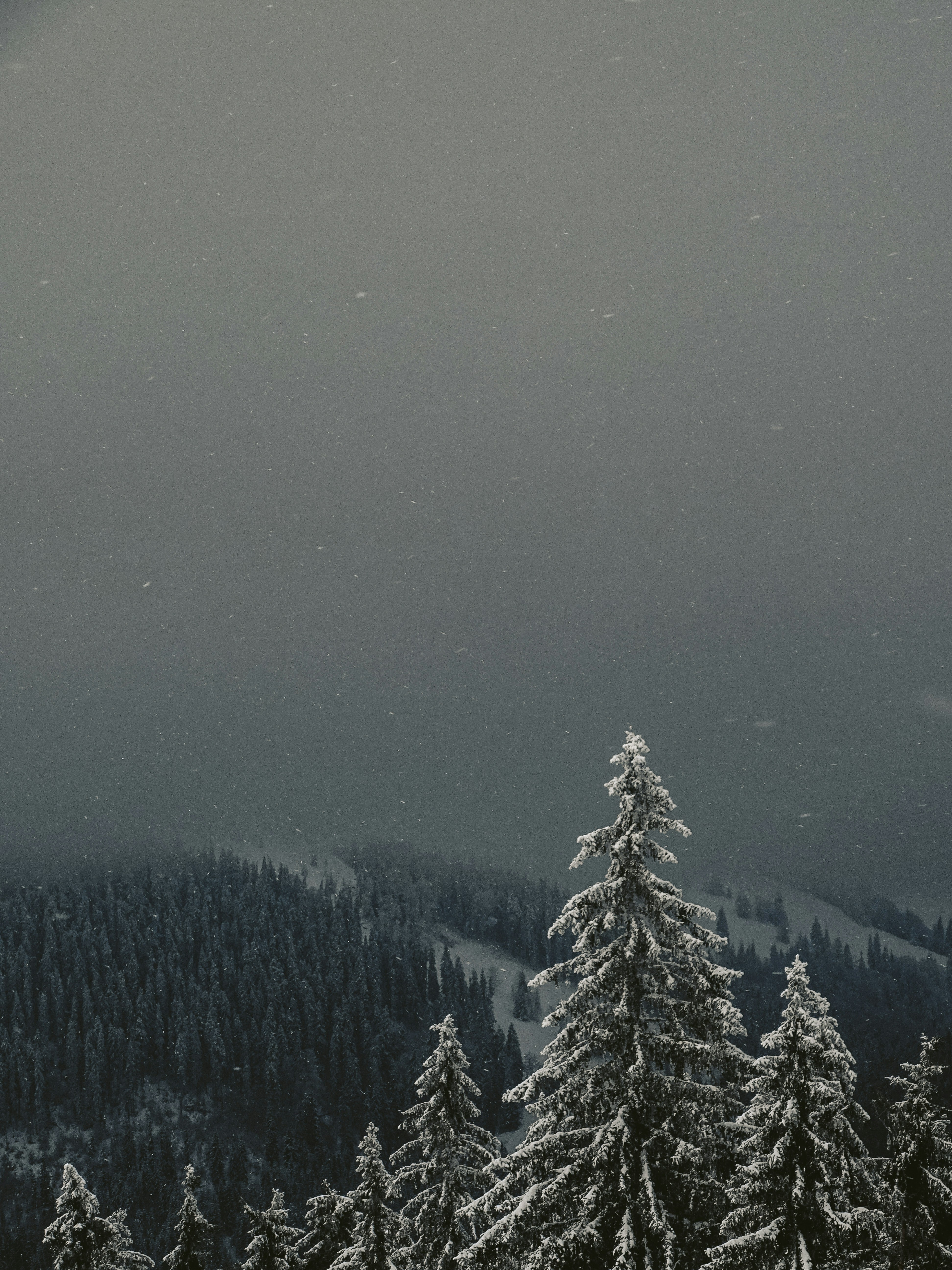 Snowy Mountain Forest During Snowfall