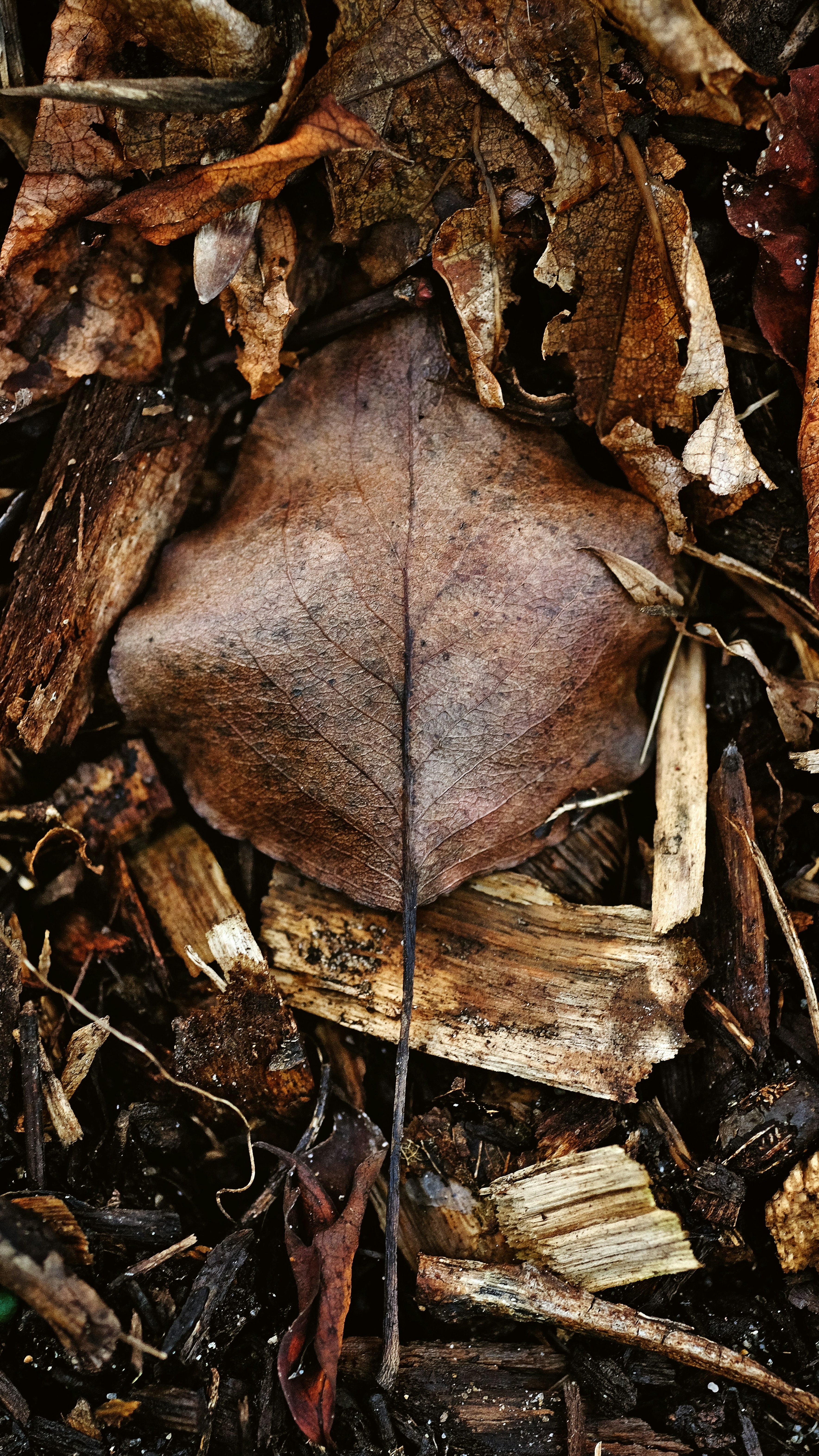 Dried Leaf on Forest Floor