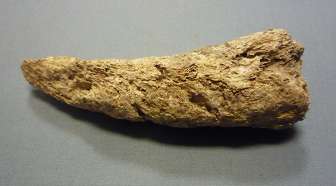 Fossilized Wood Fragment Specimen