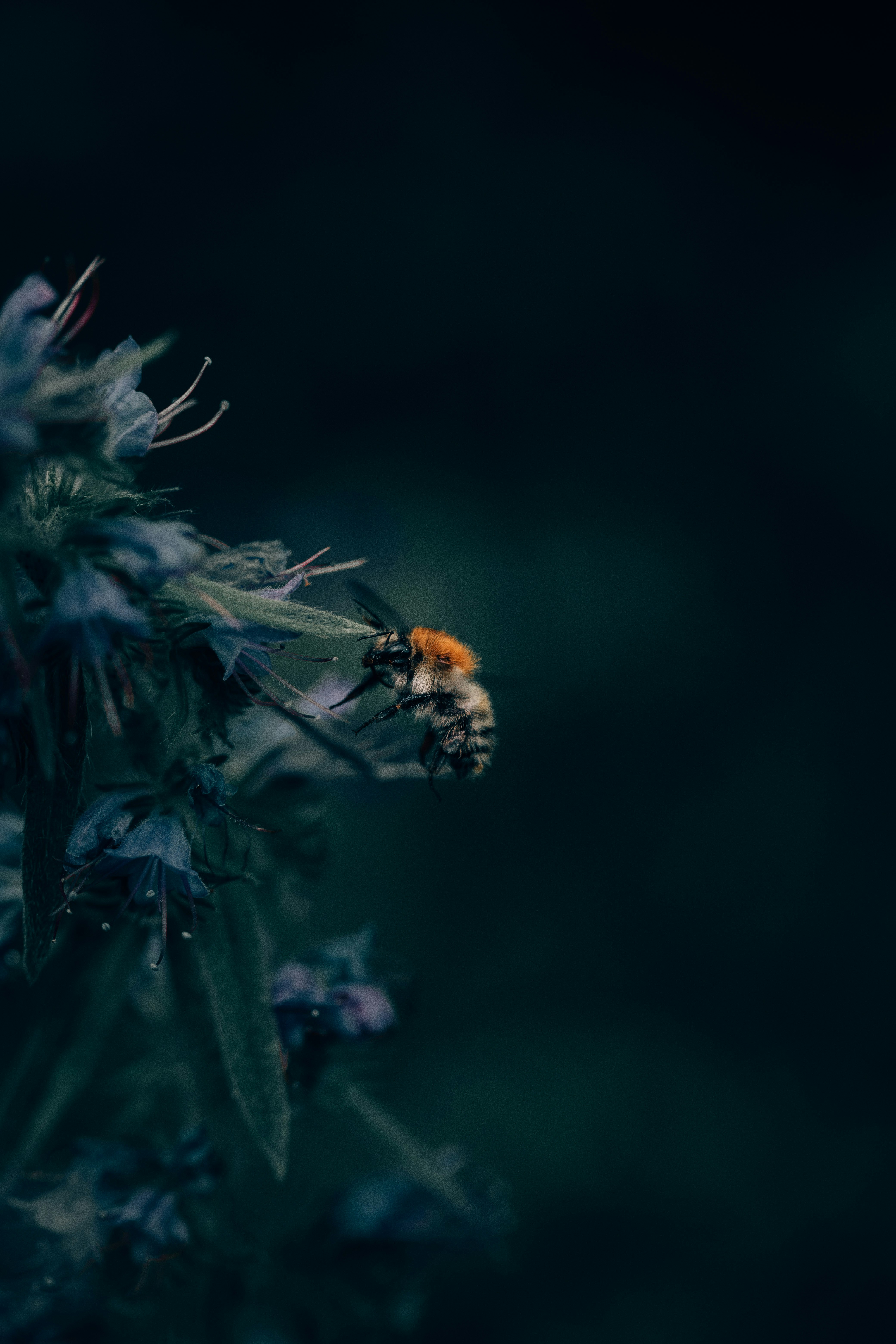 Bumblebee Approaching Blue Wildflowers