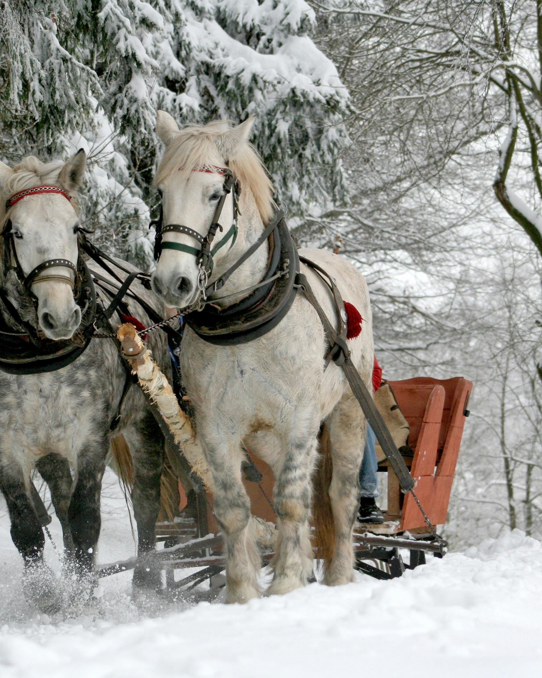 Horse Drawn Sleigh Ride in Snow