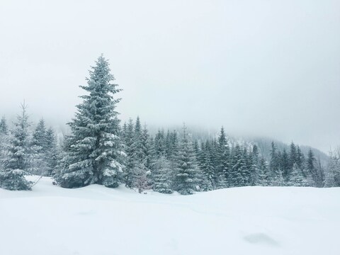 Snow-covered Pine Forest