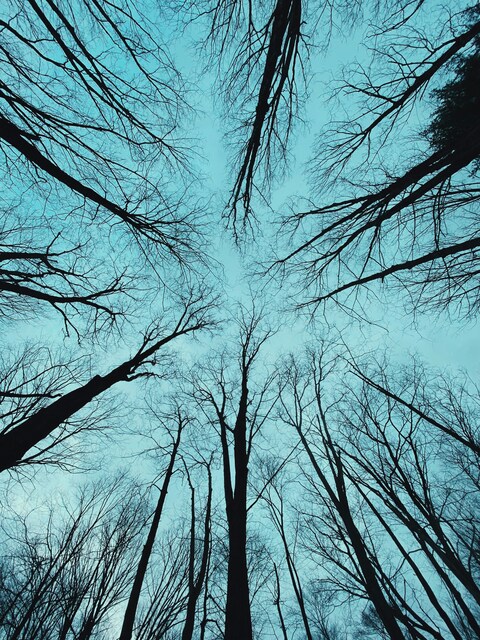 Low-angle View of Leafless Forest