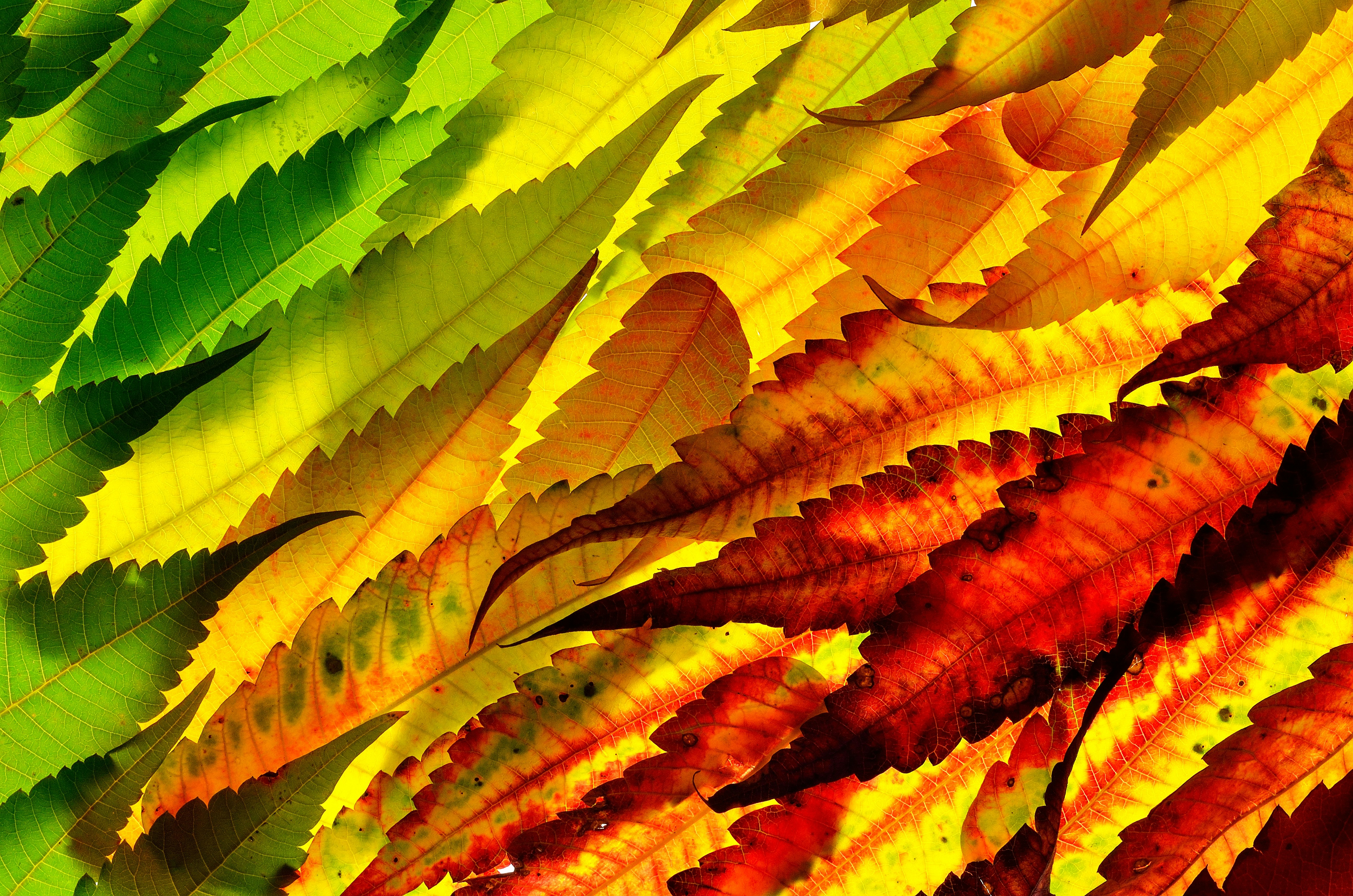 Overlapping Gradient Autumn Leaves