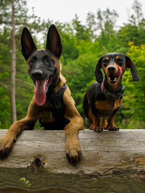 Two Dogs Resting on Log in Forest