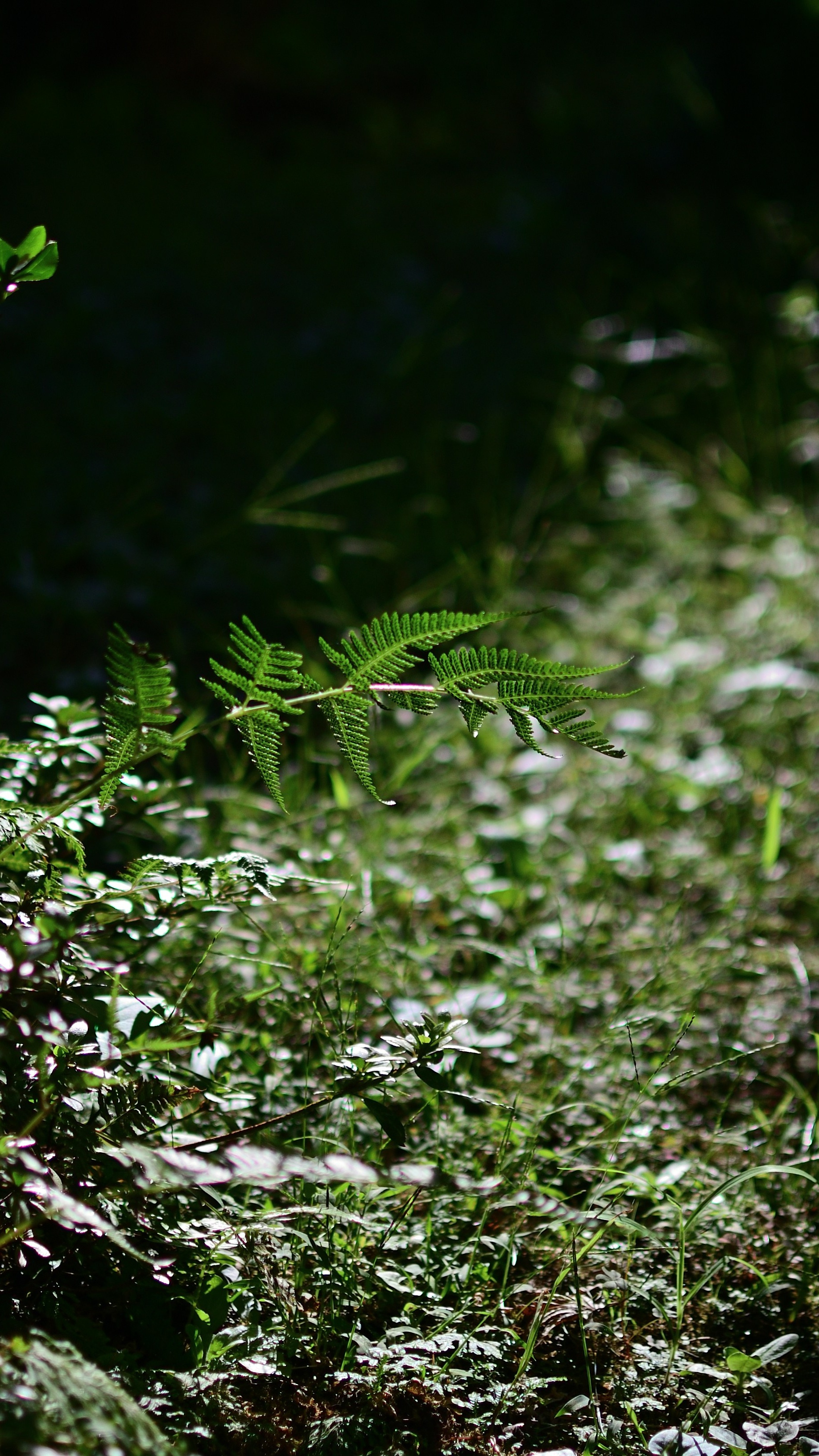 Sunlit Fern on Forest Floor
