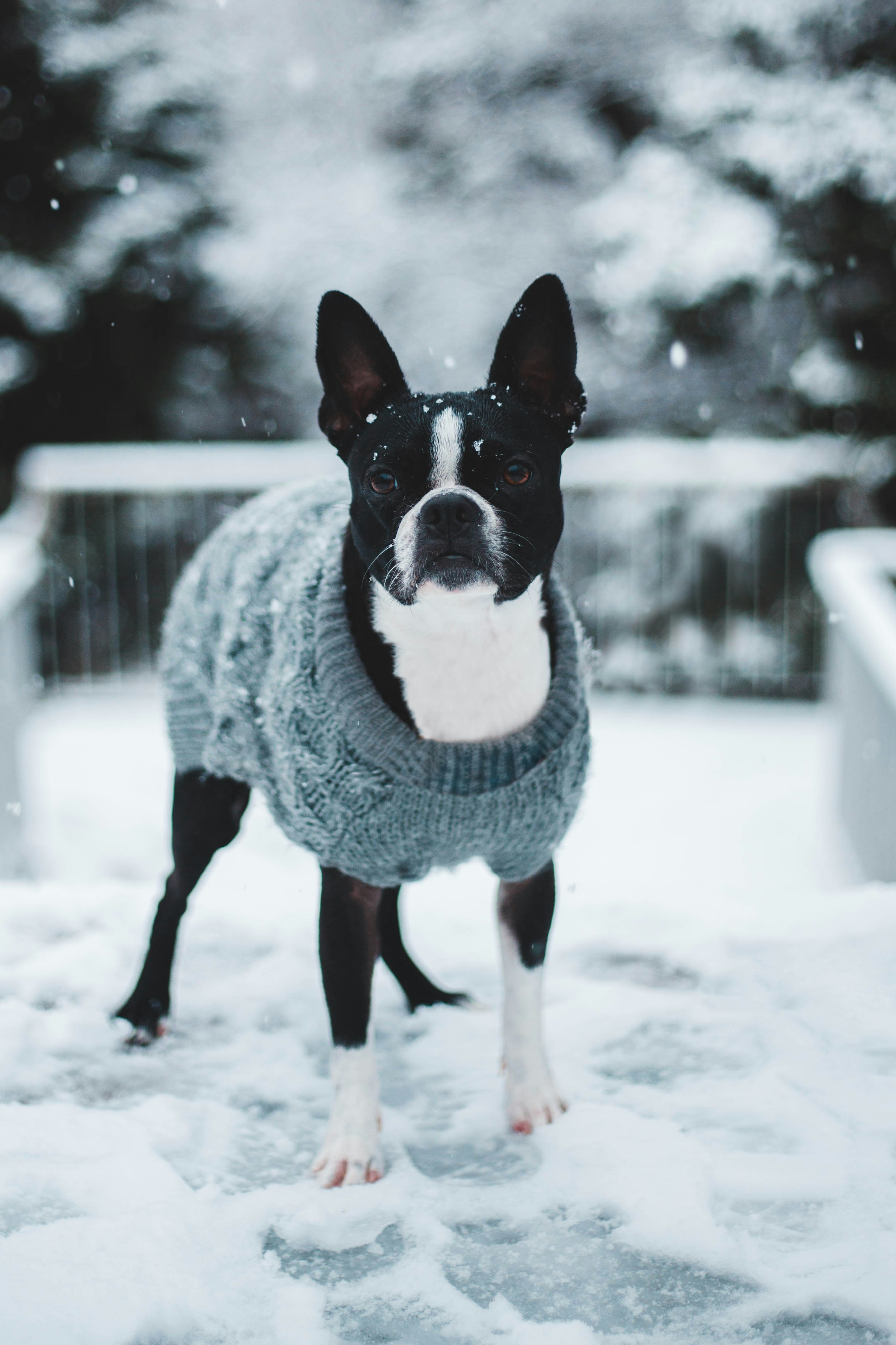 Boston Terrier In Snow With Sweater