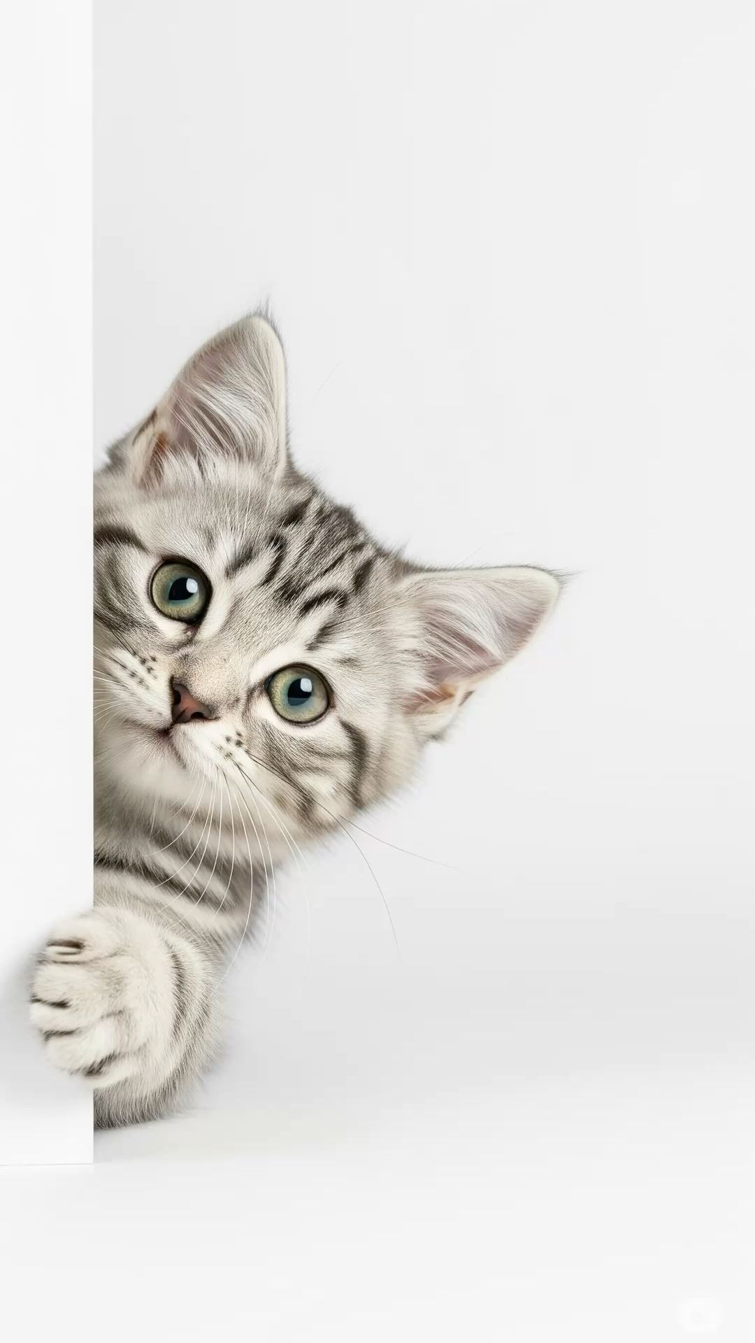Tabby Kitten Peeking Around Corner