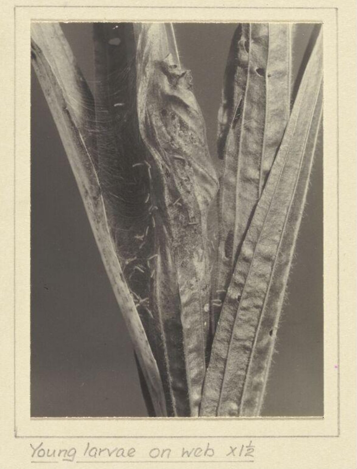 Young Larvae on Web