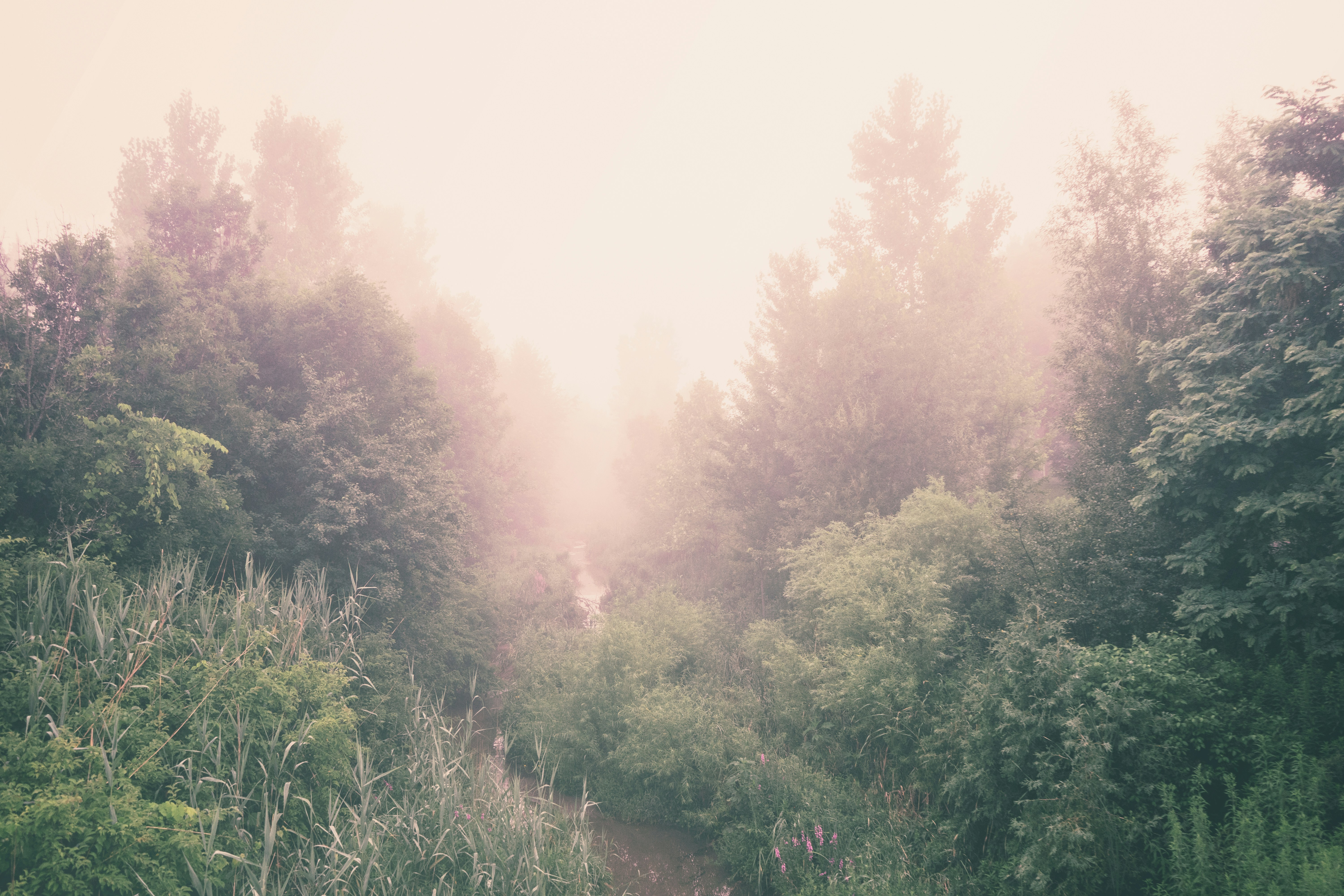 Foggy Forest Creek Valley