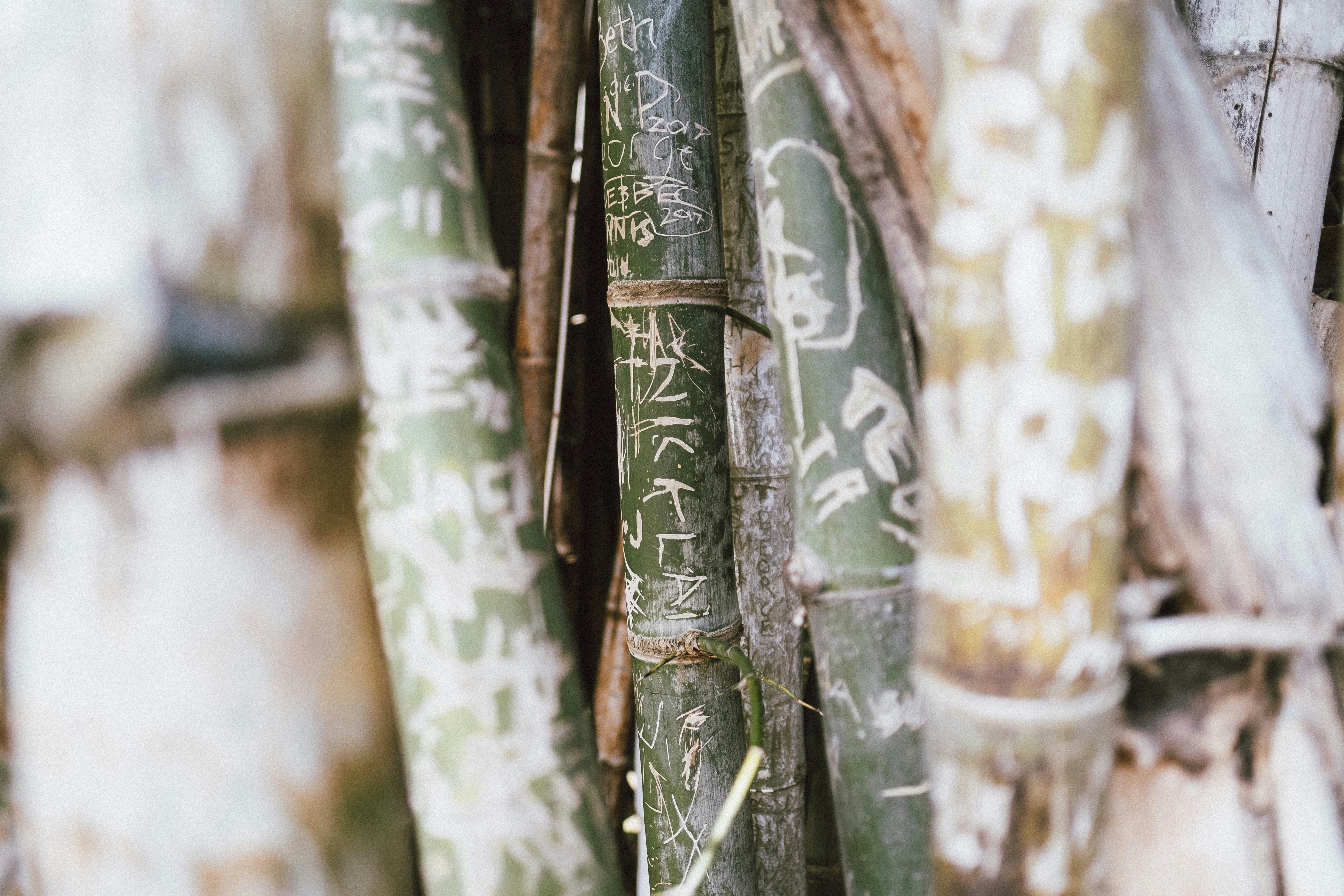 Graffiti Carved on Bamboo Stalks