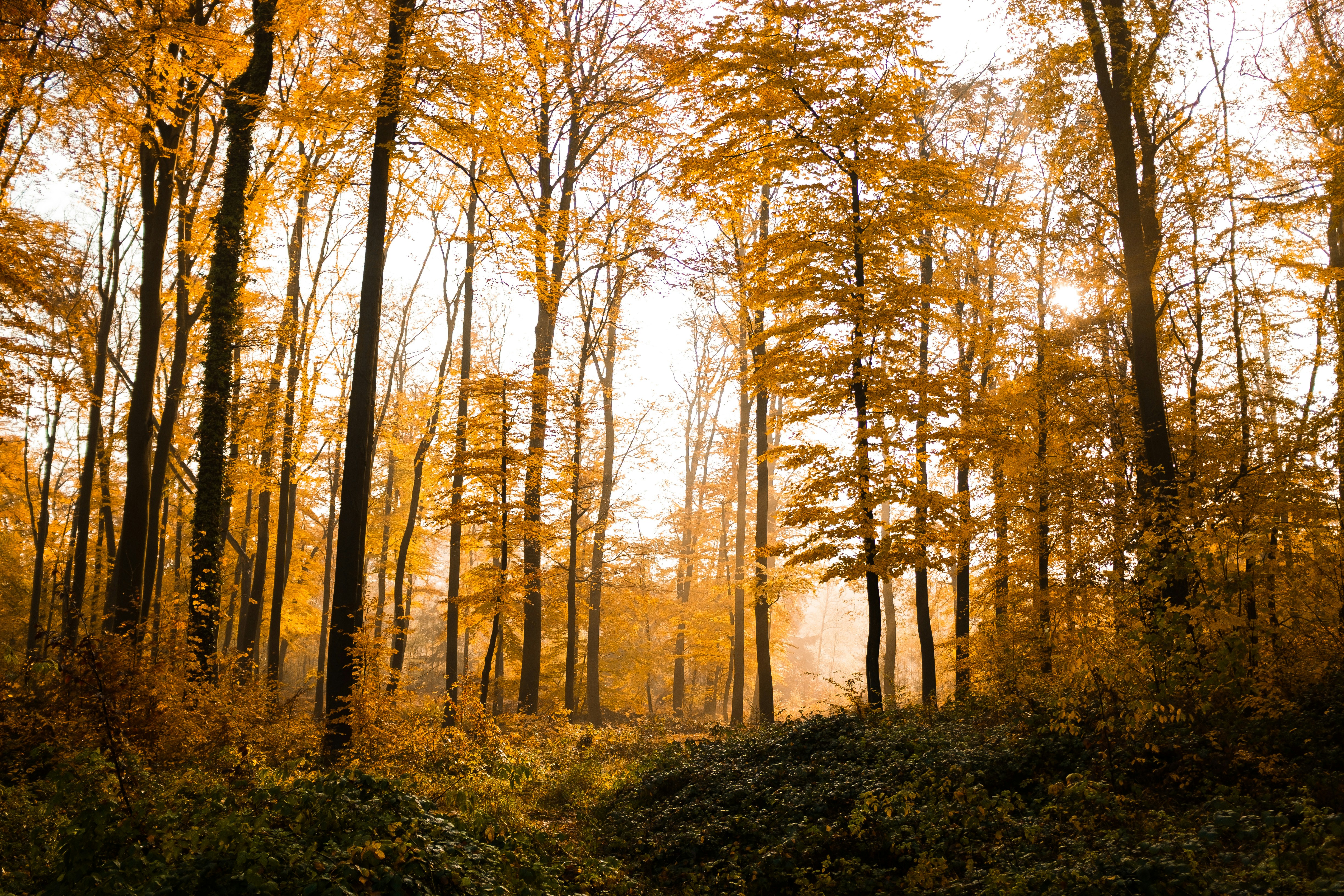 Sunlit Autumn Forest