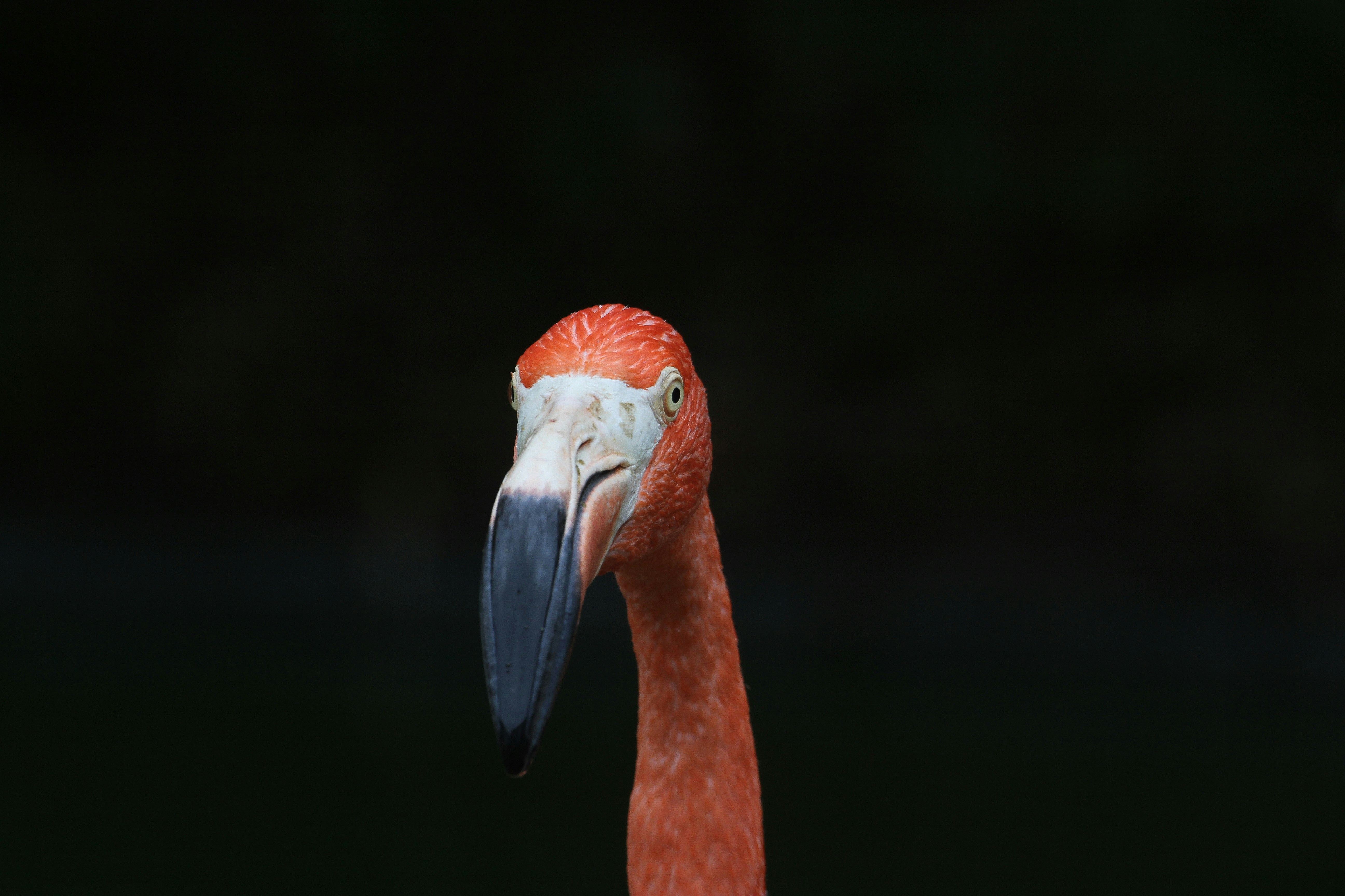 Flamingo Head Close-up