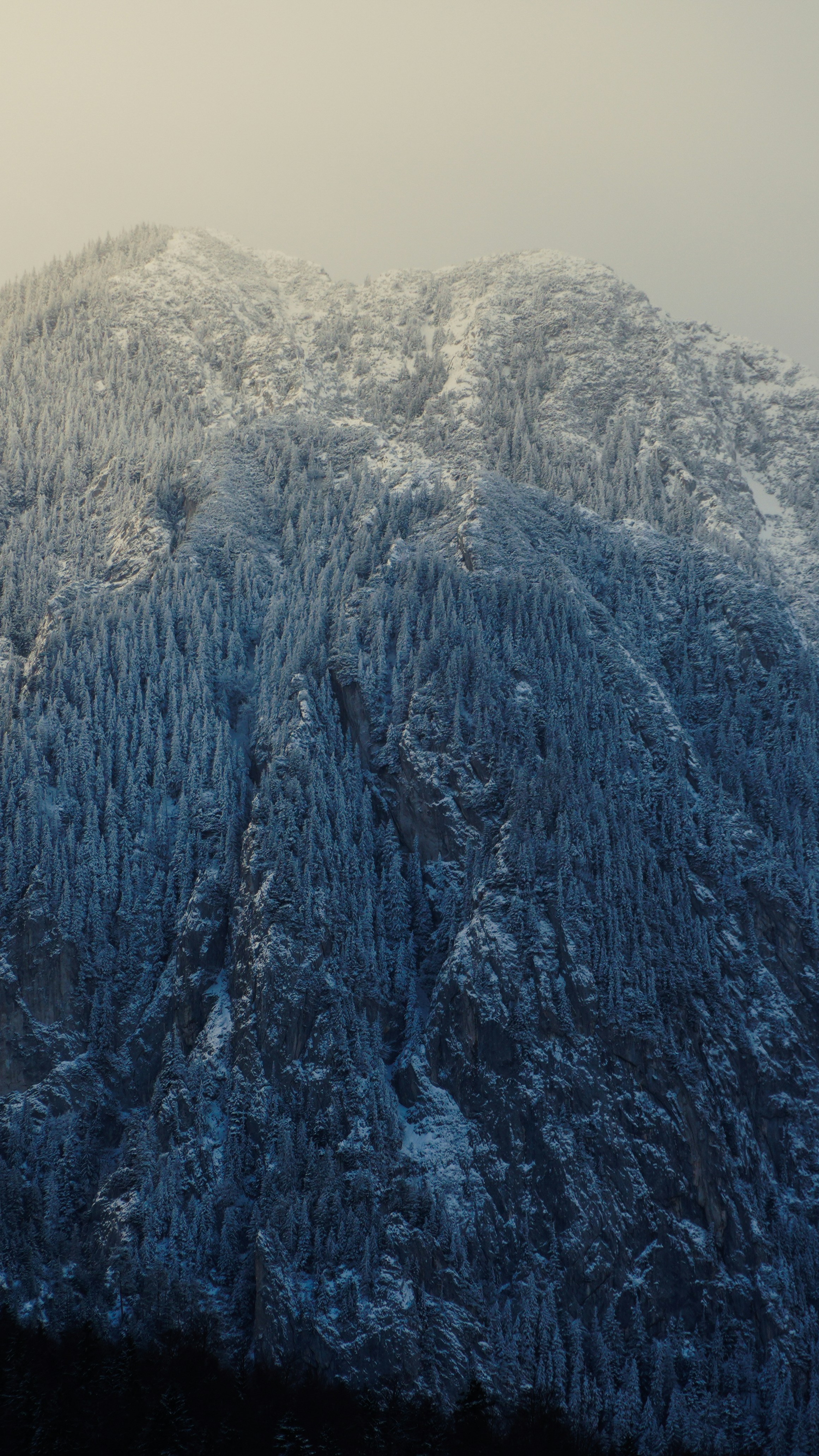 Snow Covered Mountain Forest