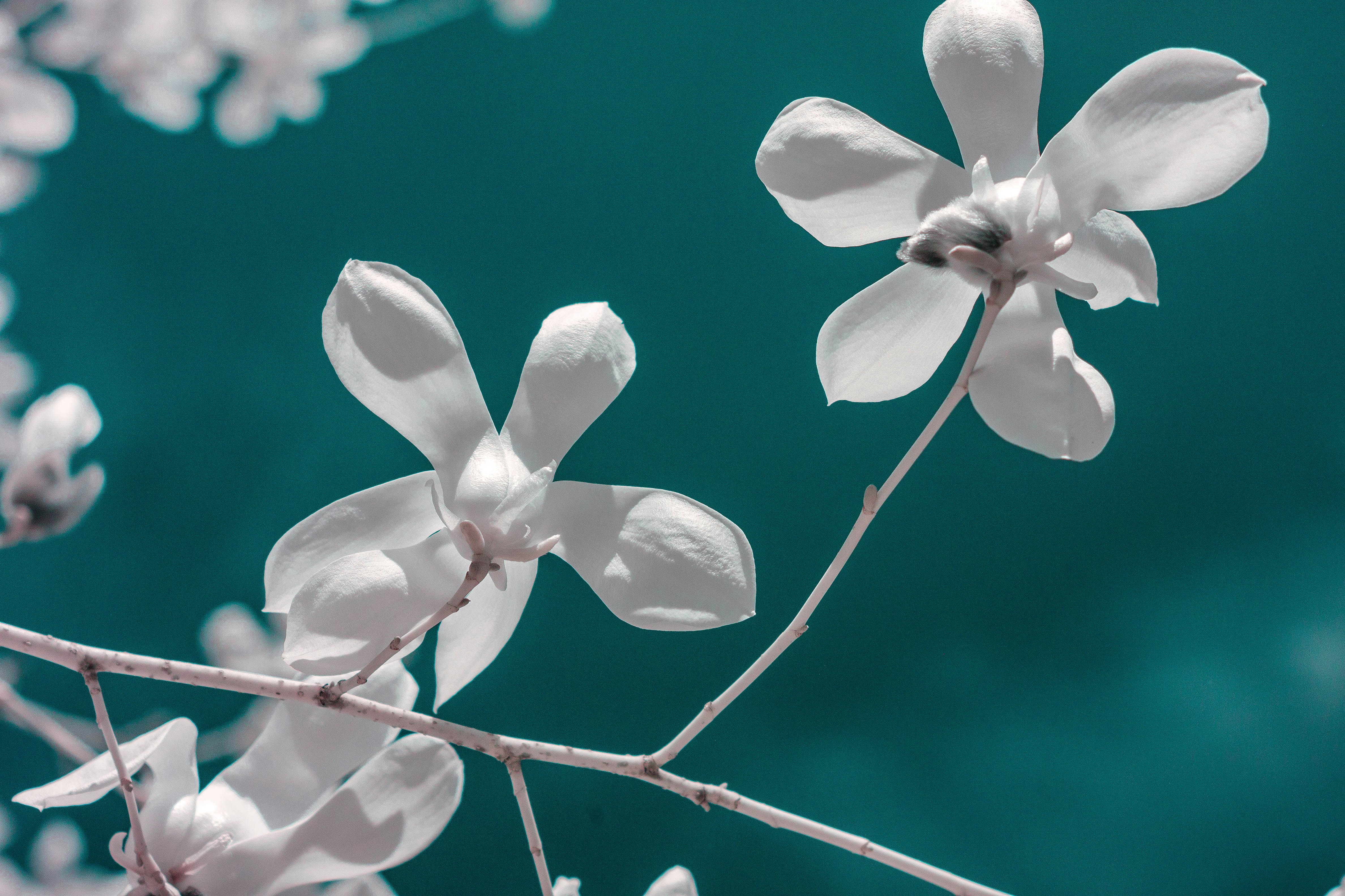 White Magnolia Flowers on Branch