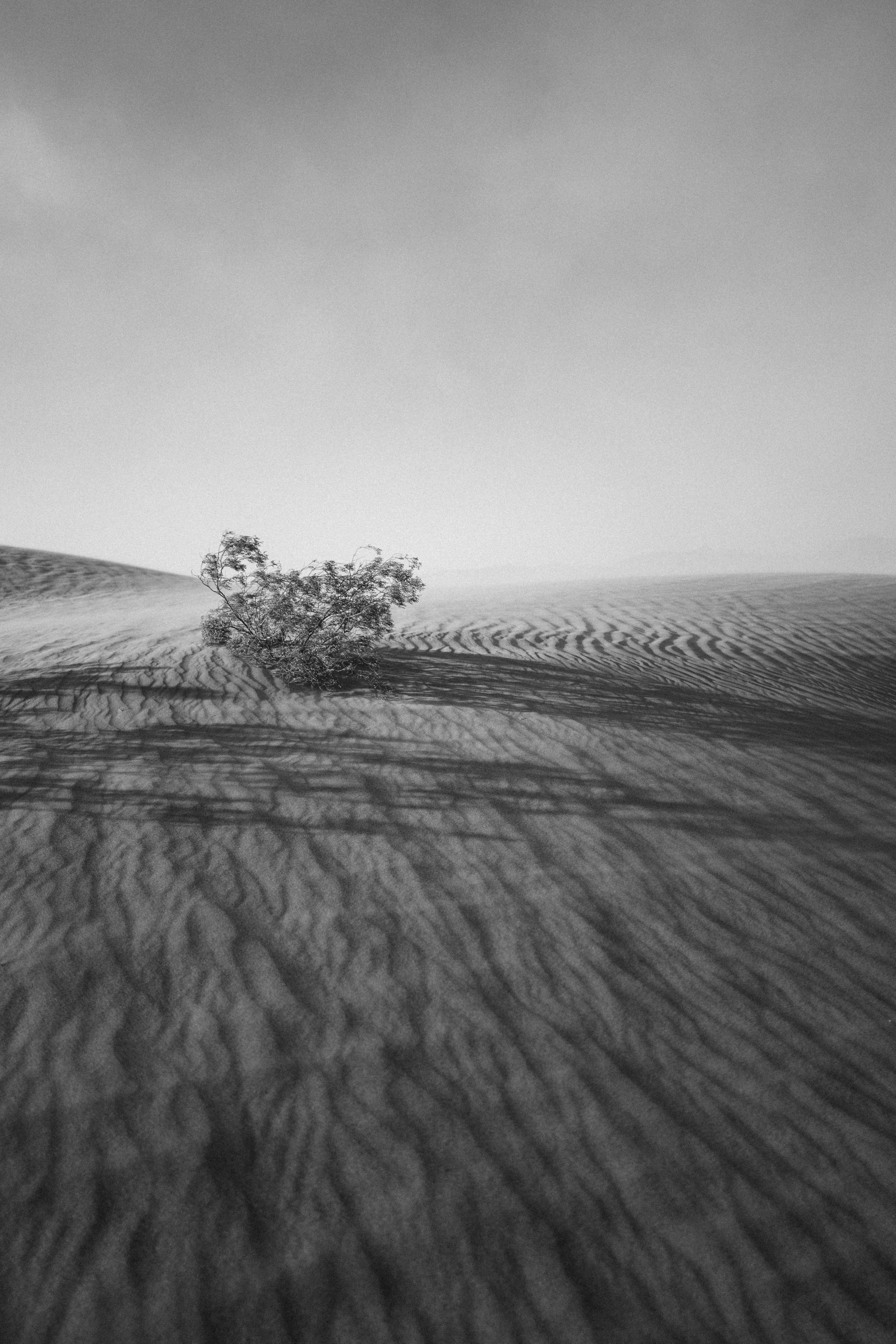 Lone Shrub on Desert Sand Dunes