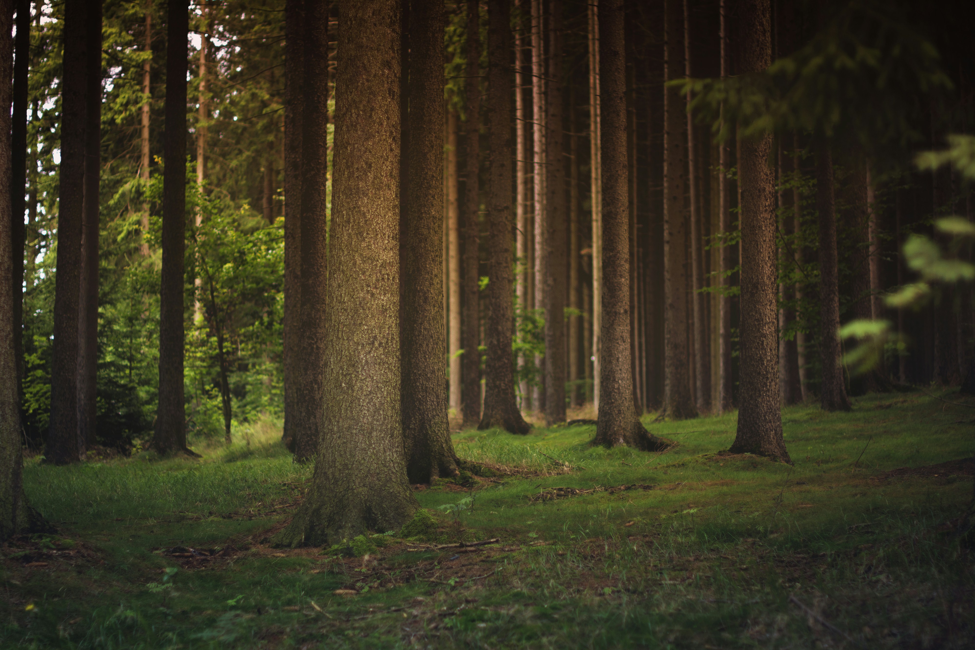 Sunlit Coniferous Forest