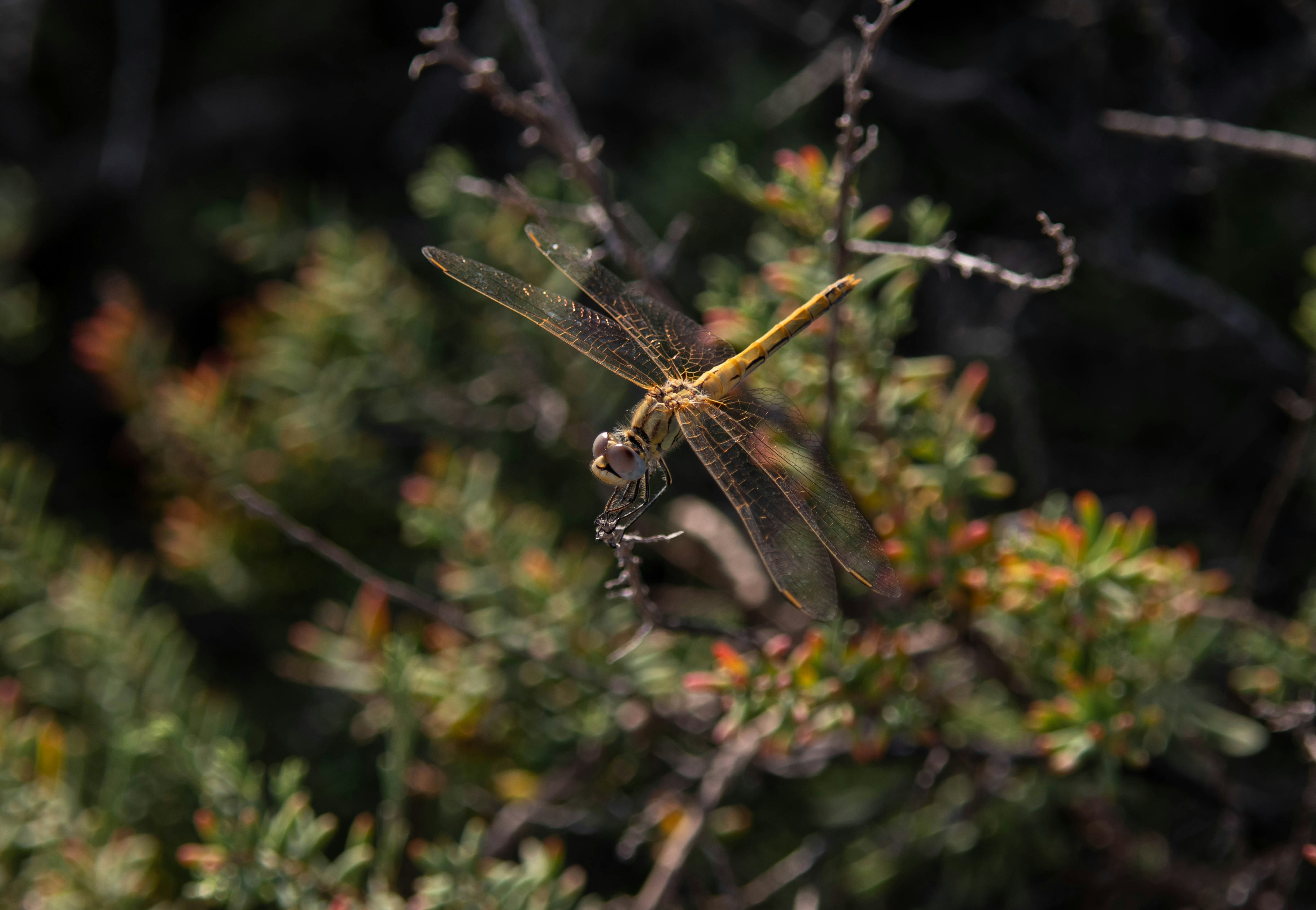 Yellow Dragonfly Perched on Twig
