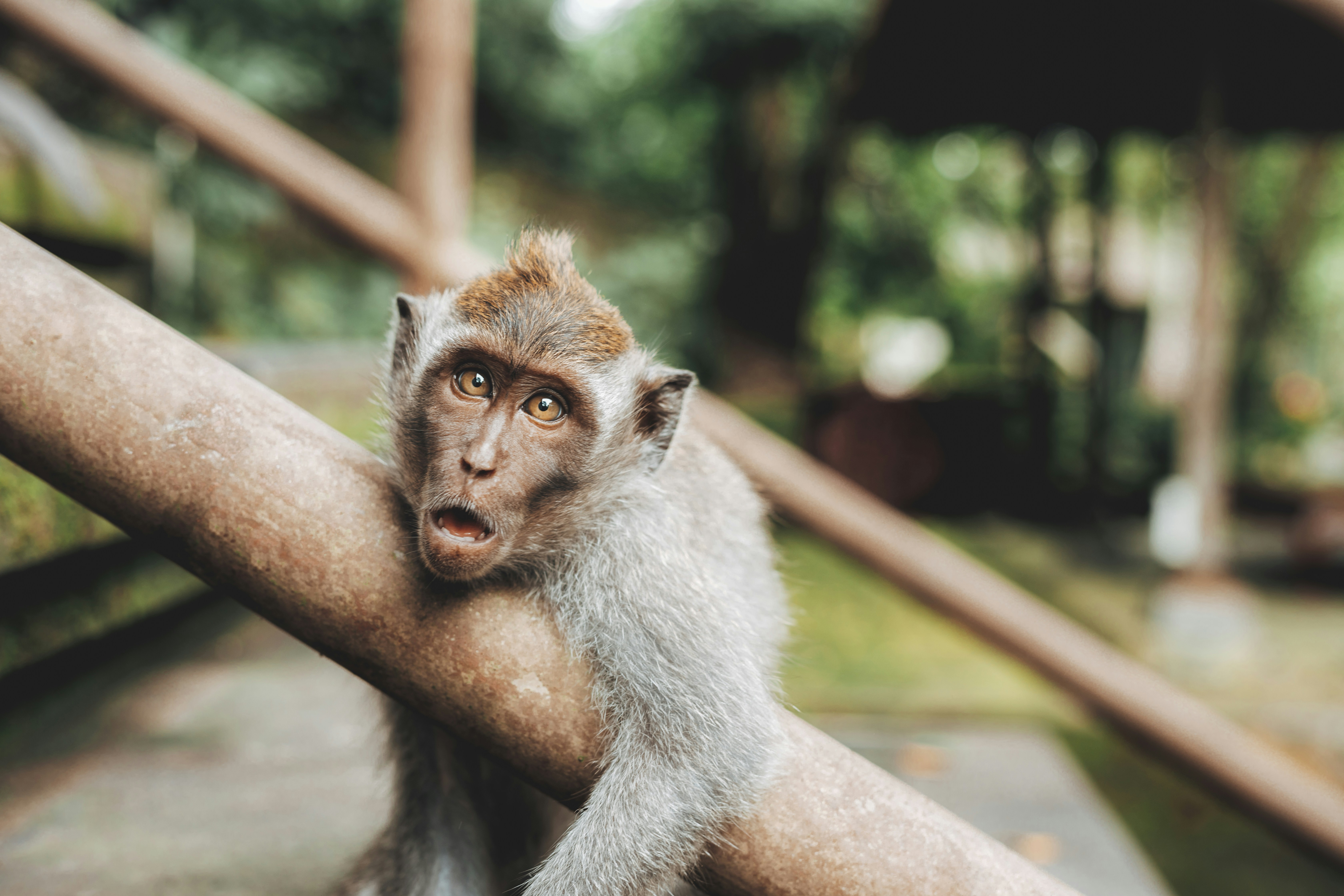 Surprised Monkey Leaning on Railing