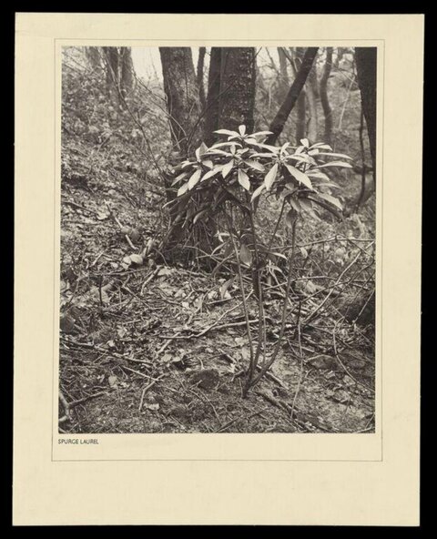 Spurge Laurel in Woodland