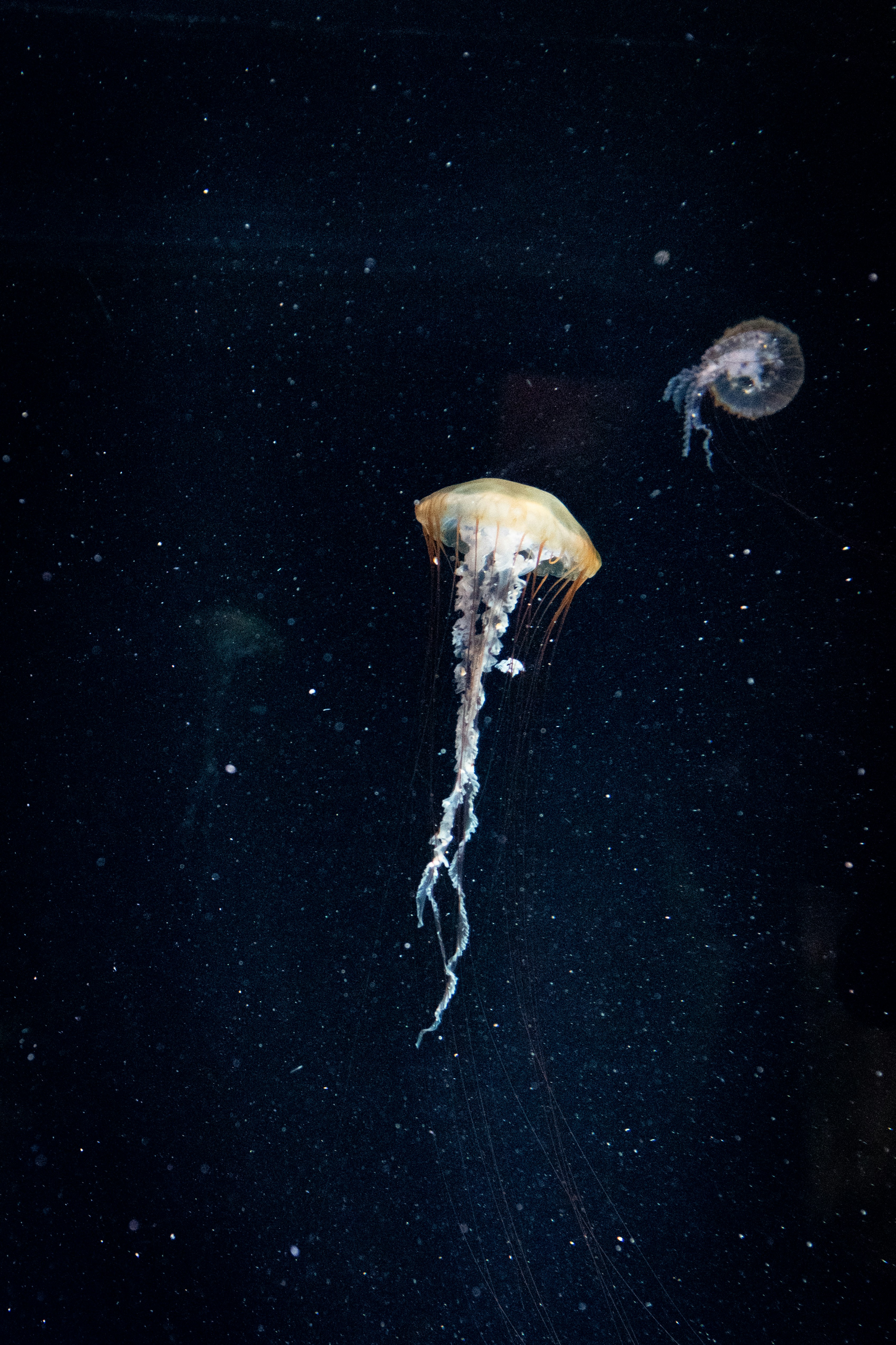 Two Jellyfish in Dark Water