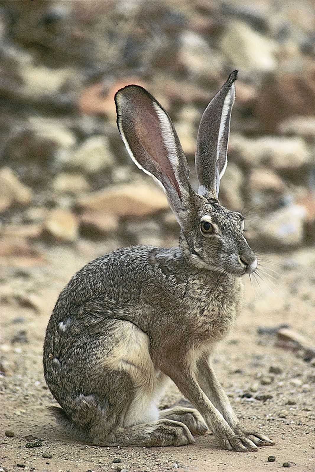 Jackrabbit Sitting on Rocky Ground