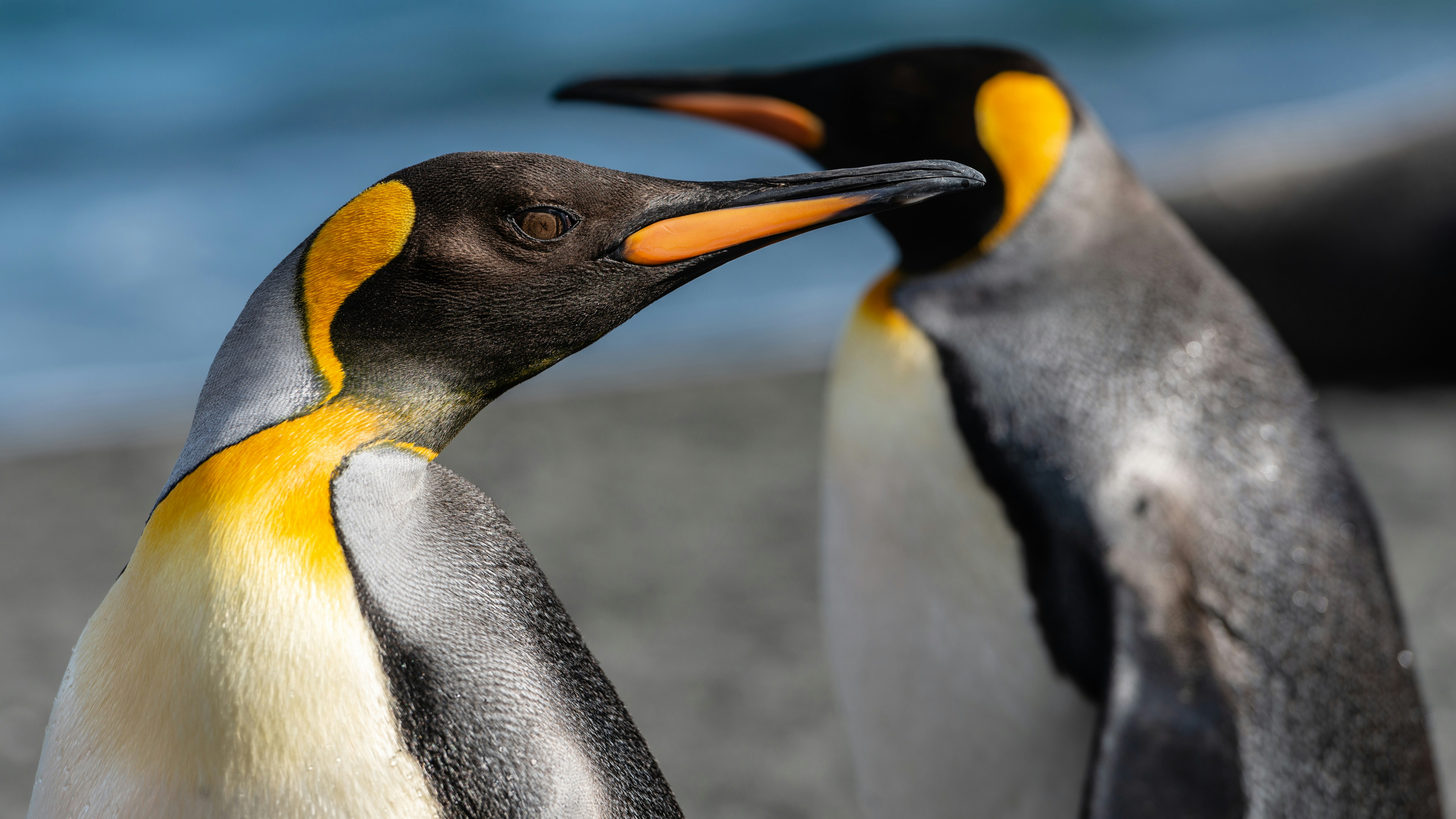 Two King Penguins Close-up