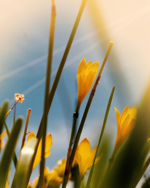 Sunlit Yellow Flowers Against Blue Sky